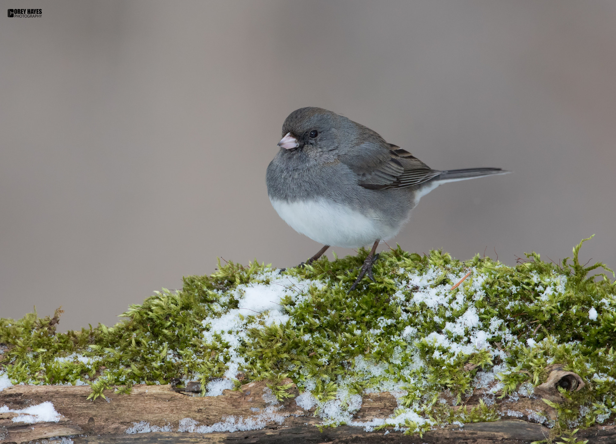 Canon EF 500mm F4L IS USM sample photo. Dark eyed junco photography