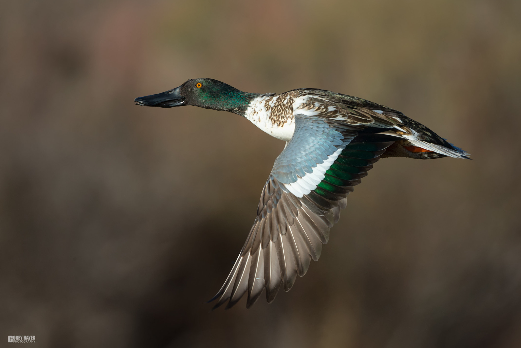 Canon EOS-1D X + Canon EF 500mm F4L IS USM sample photo. Northern shoveler photography