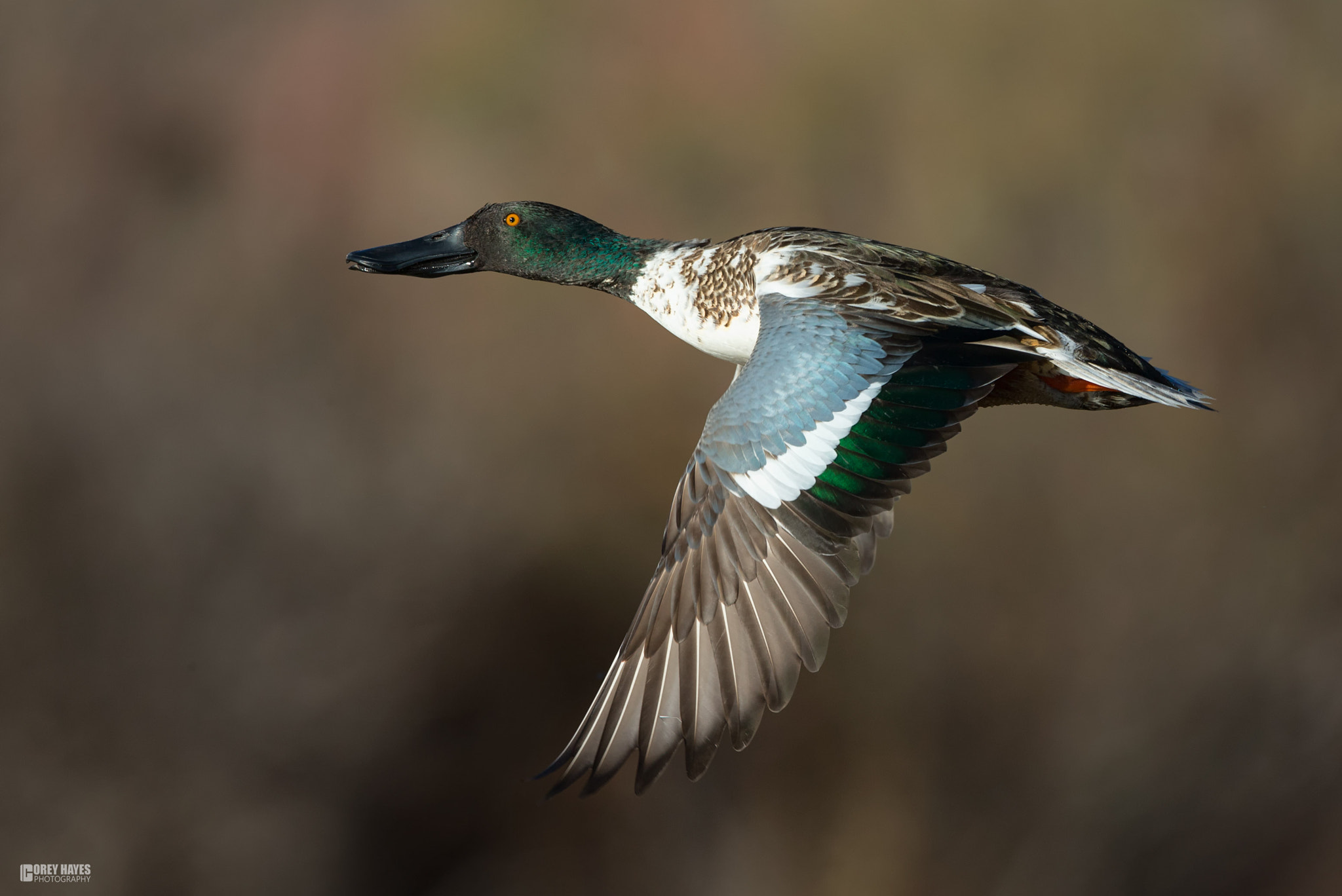 Canon EF 500mm F4L IS USM sample photo. Northern shoveler photography