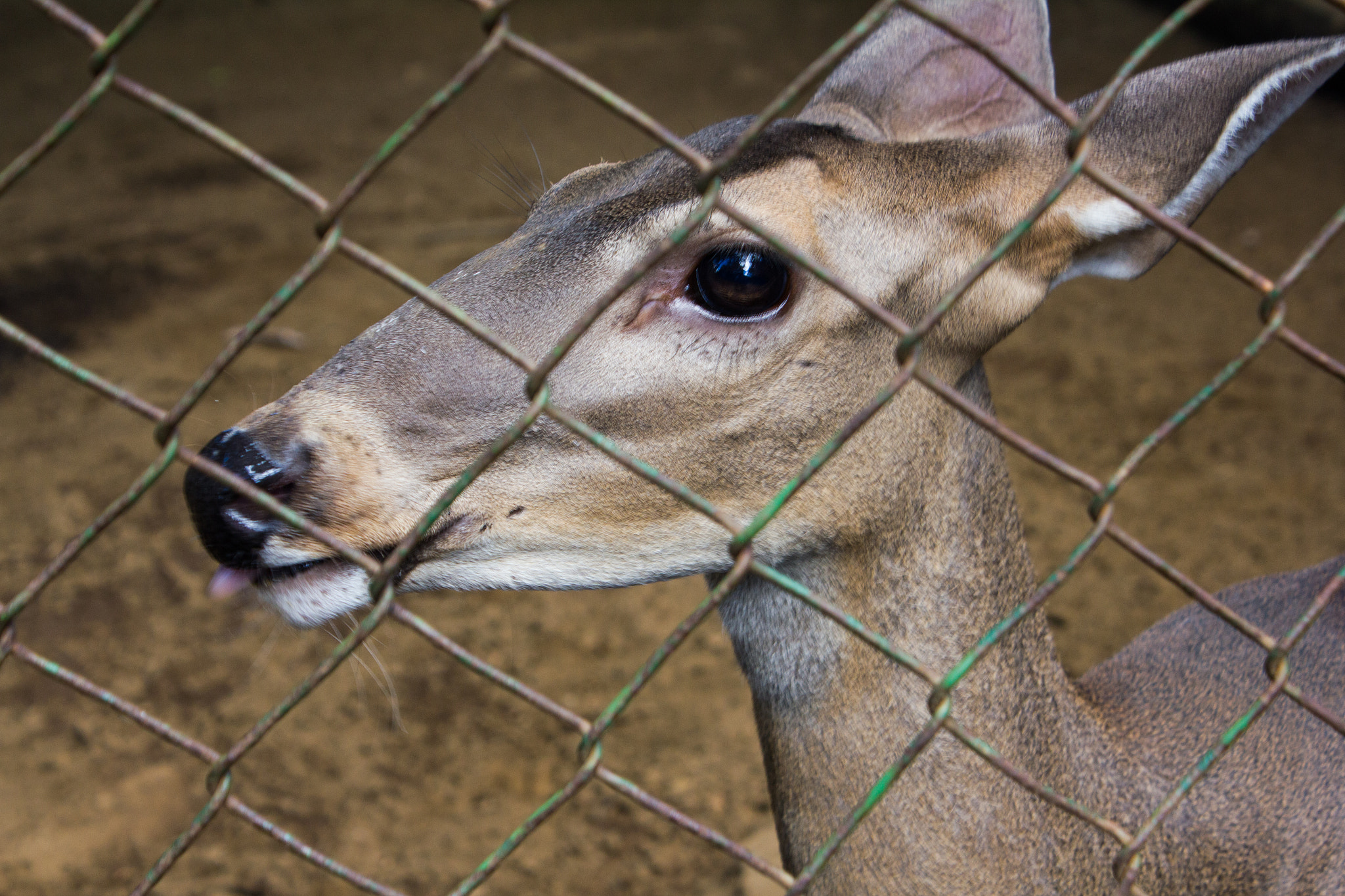 Canon EOS 550D (EOS Rebel T2i / EOS Kiss X4) sample photo. Deer photography