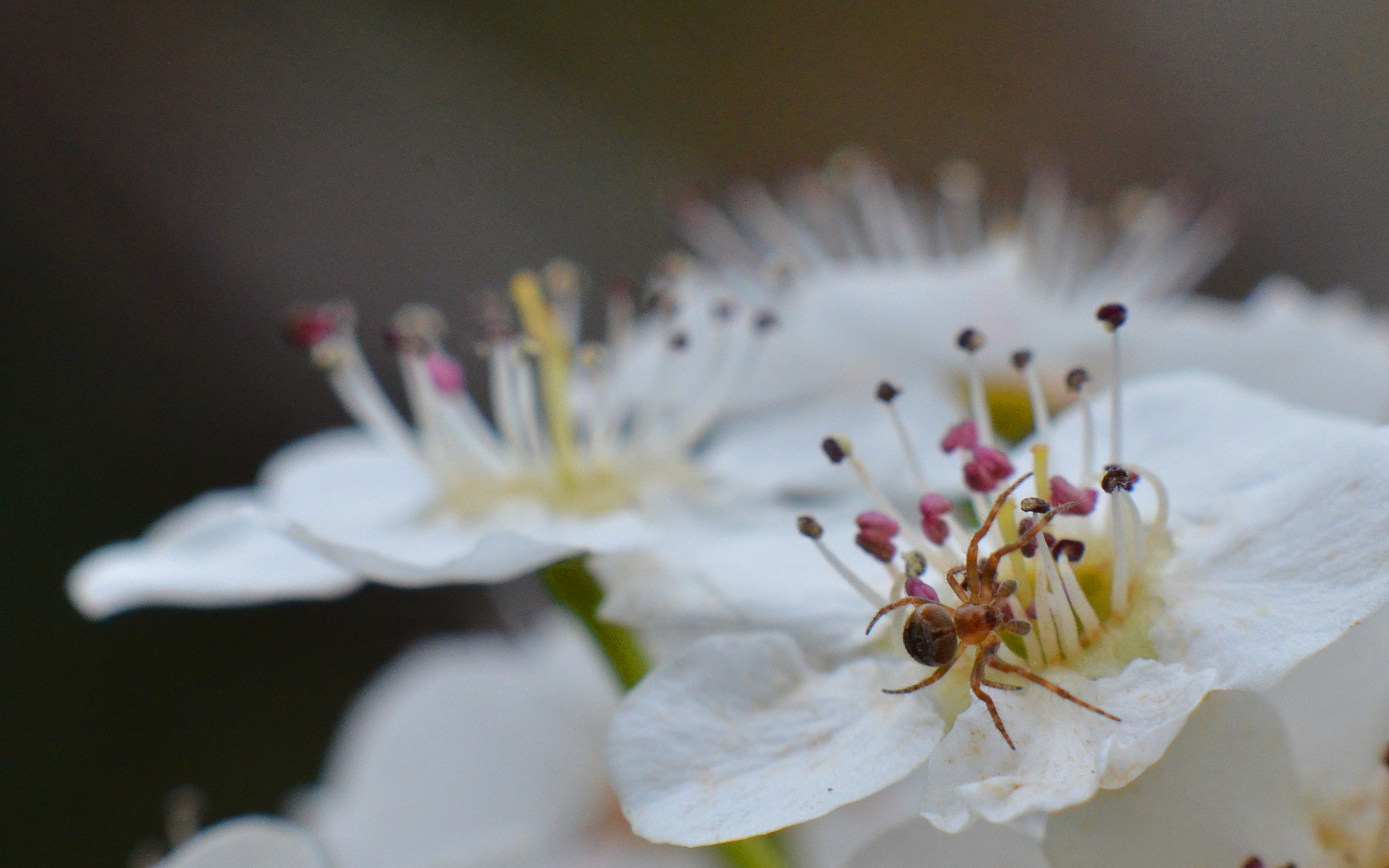 Manual Lens No CPU sample photo. Spider on blossom photography