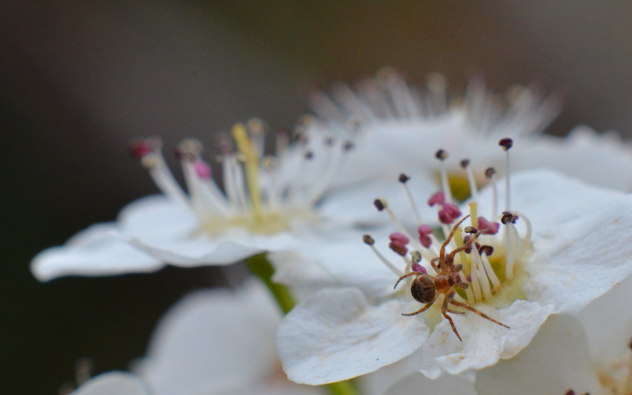 Nikon D7000 + Manual Lens No CPU sample photo. Spider on blossom photography