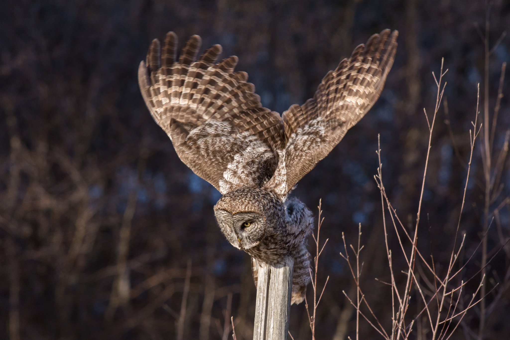 AF-S Nikkor 300mm f/2.8D IF-ED II sample photo. Locked and loaded...great gray owl photography