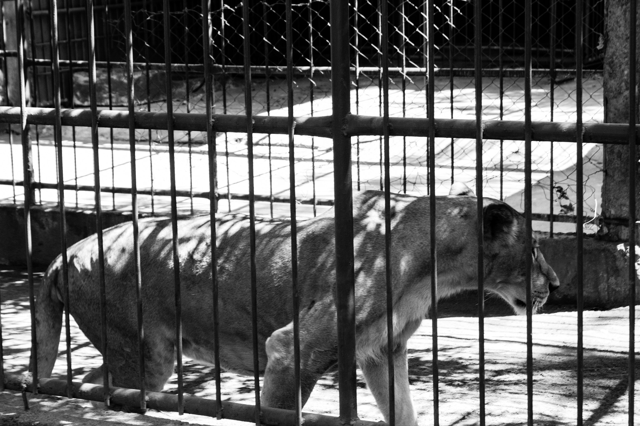 Canon EOS 550D (EOS Rebel T2i / EOS Kiss X4) sample photo. Lion photography