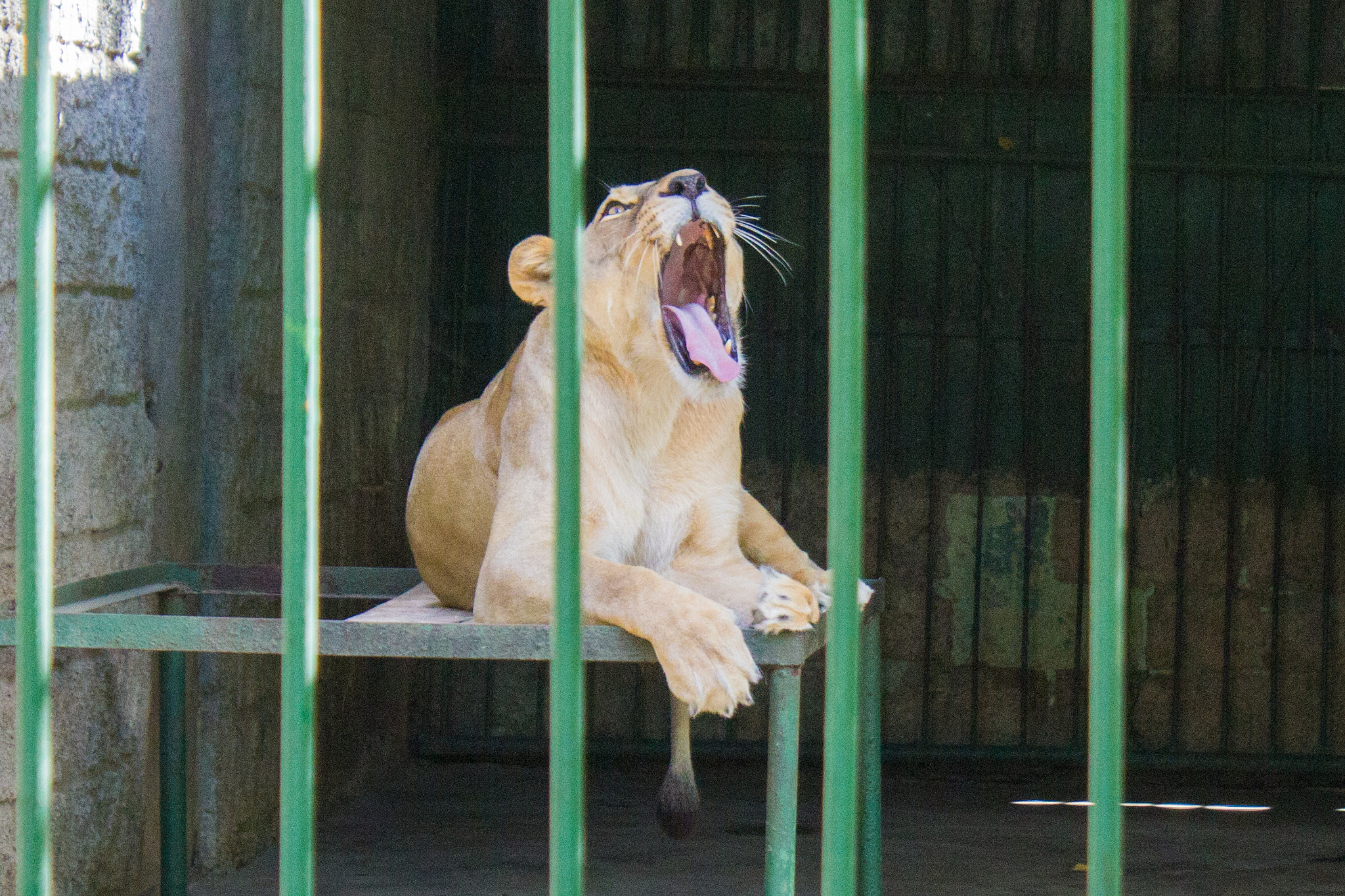 Canon EOS 550D (EOS Rebel T2i / EOS Kiss X4) sample photo. Lion photography