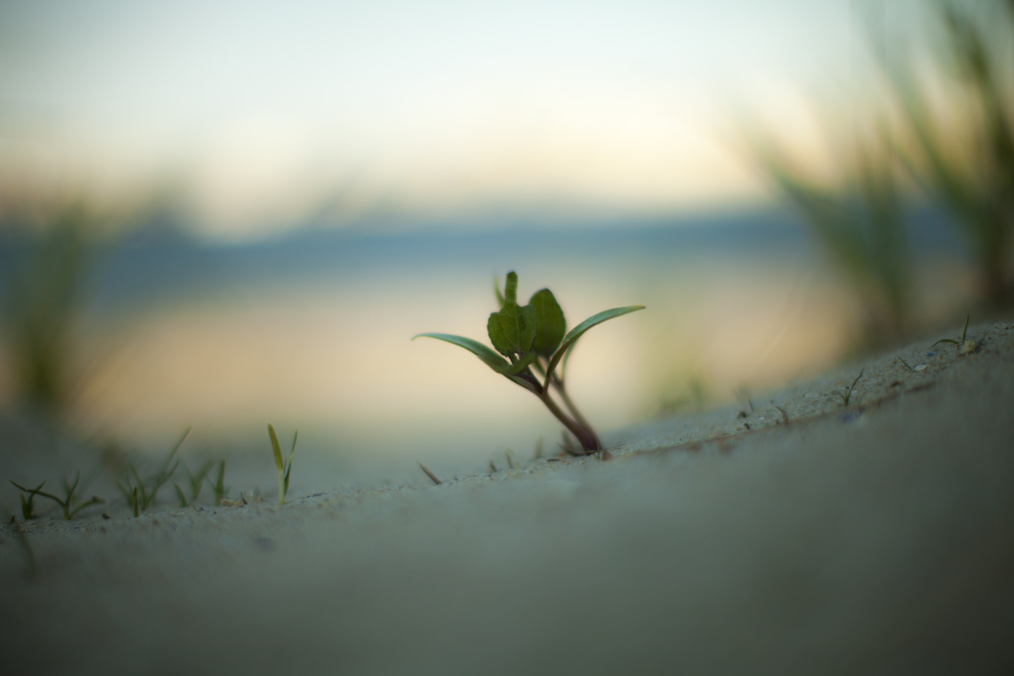 Canon EF 50mm F1.2L USM sample photo. "life" photography