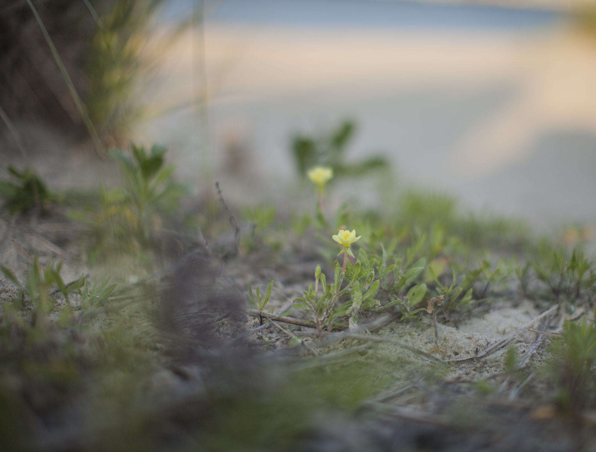 Canon EF 50mm F1.2L USM sample photo. Mg photography