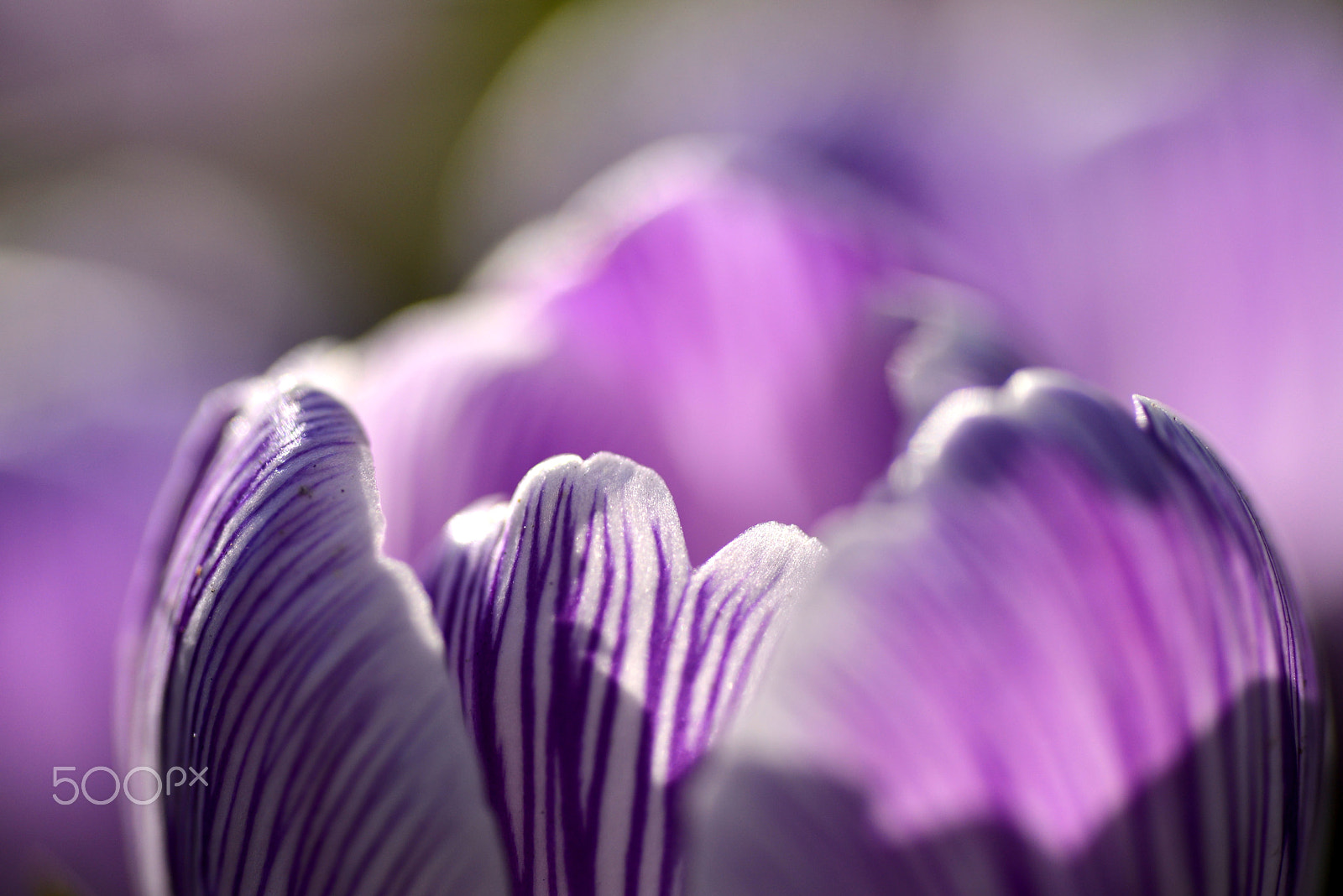 Nikon D600 sample photo. Color tone of purple. photography