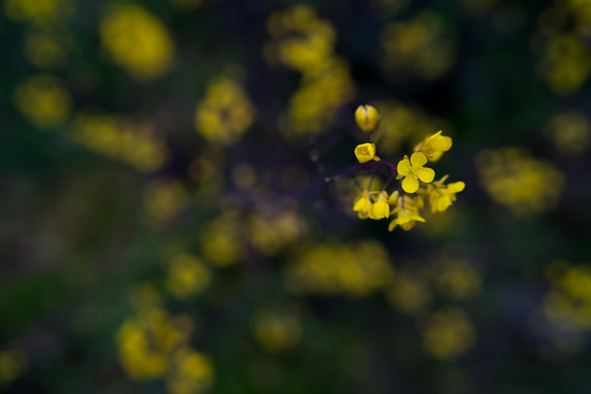 Sony a7R II + Sony Distagon T* FE 35mm F1.4 ZA sample photo. 866174886636662344.jpg photography