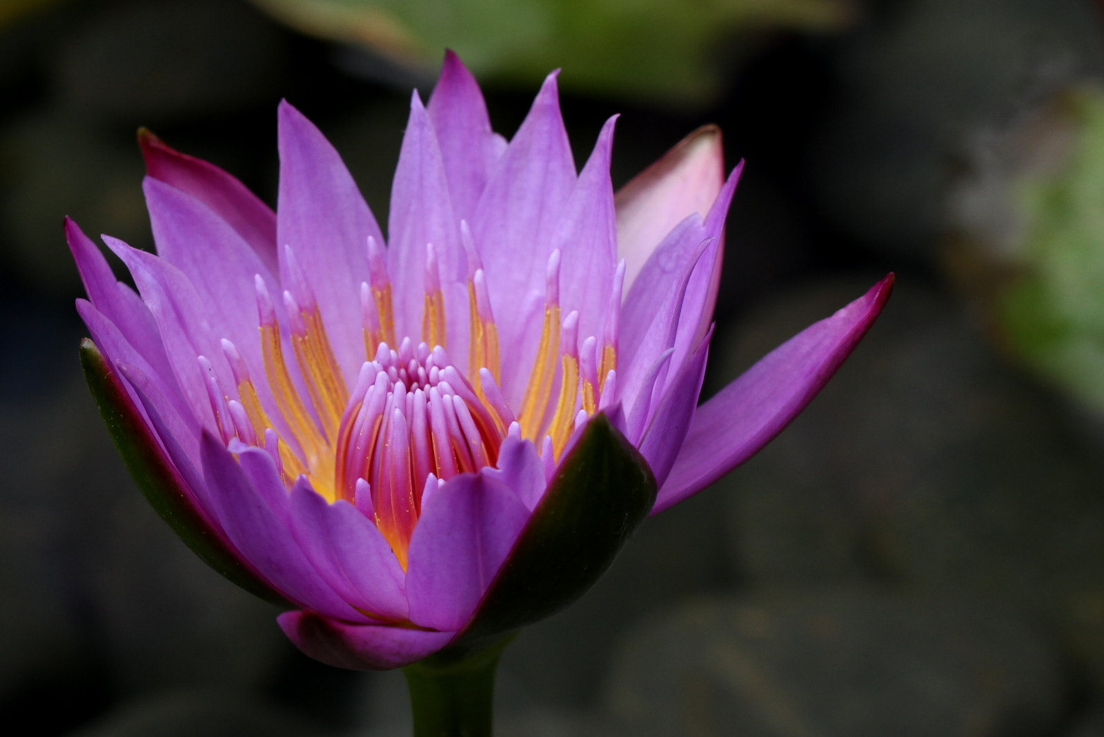 Canon EOS 7D + Tamron SP AF 60mm F2 Di II LD IF Macro sample photo. Lotus blossom photography