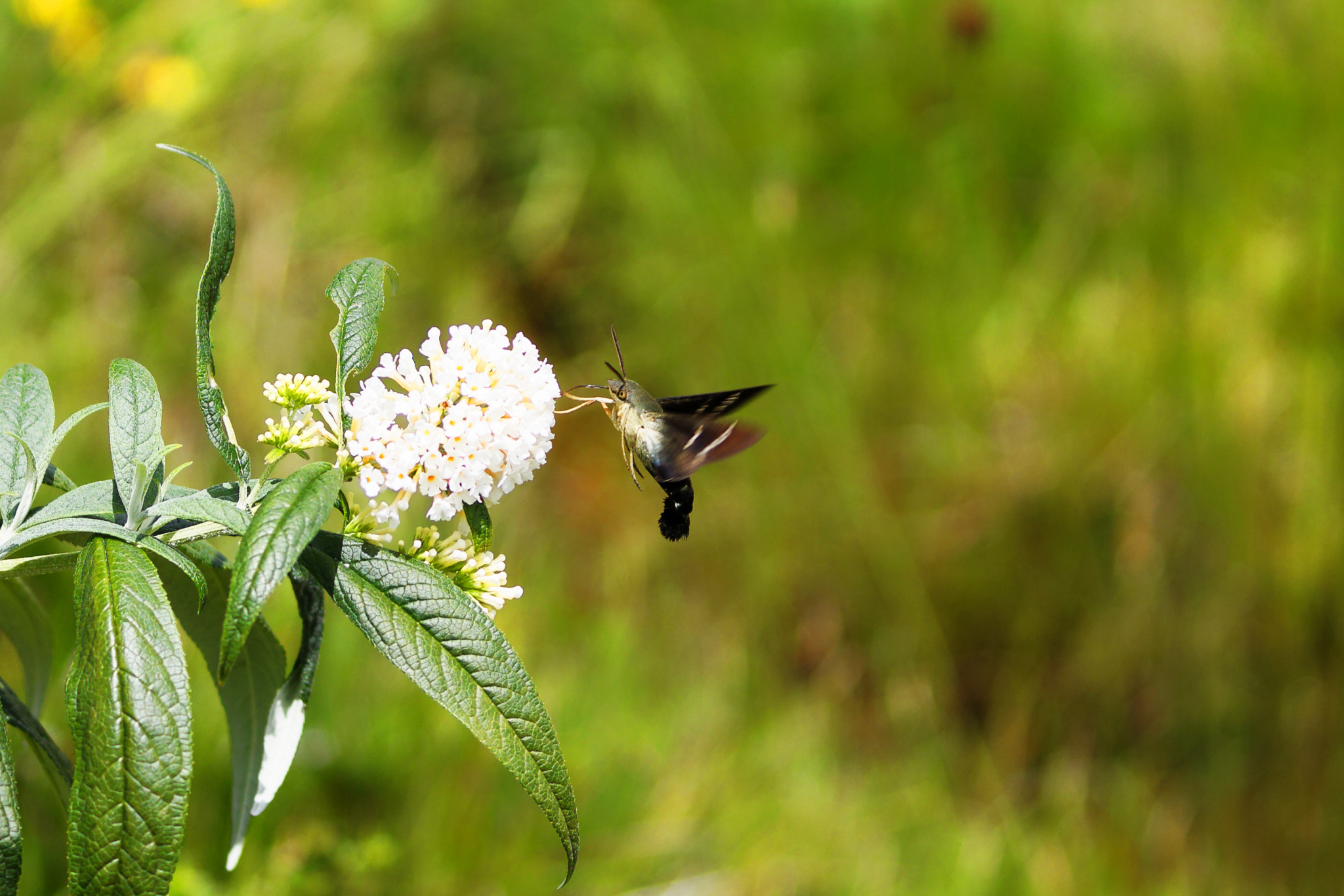 Canon EOS 1100D (EOS Rebel T3 / EOS Kiss X50) sample photo. Humming-bird hawk-moth photography