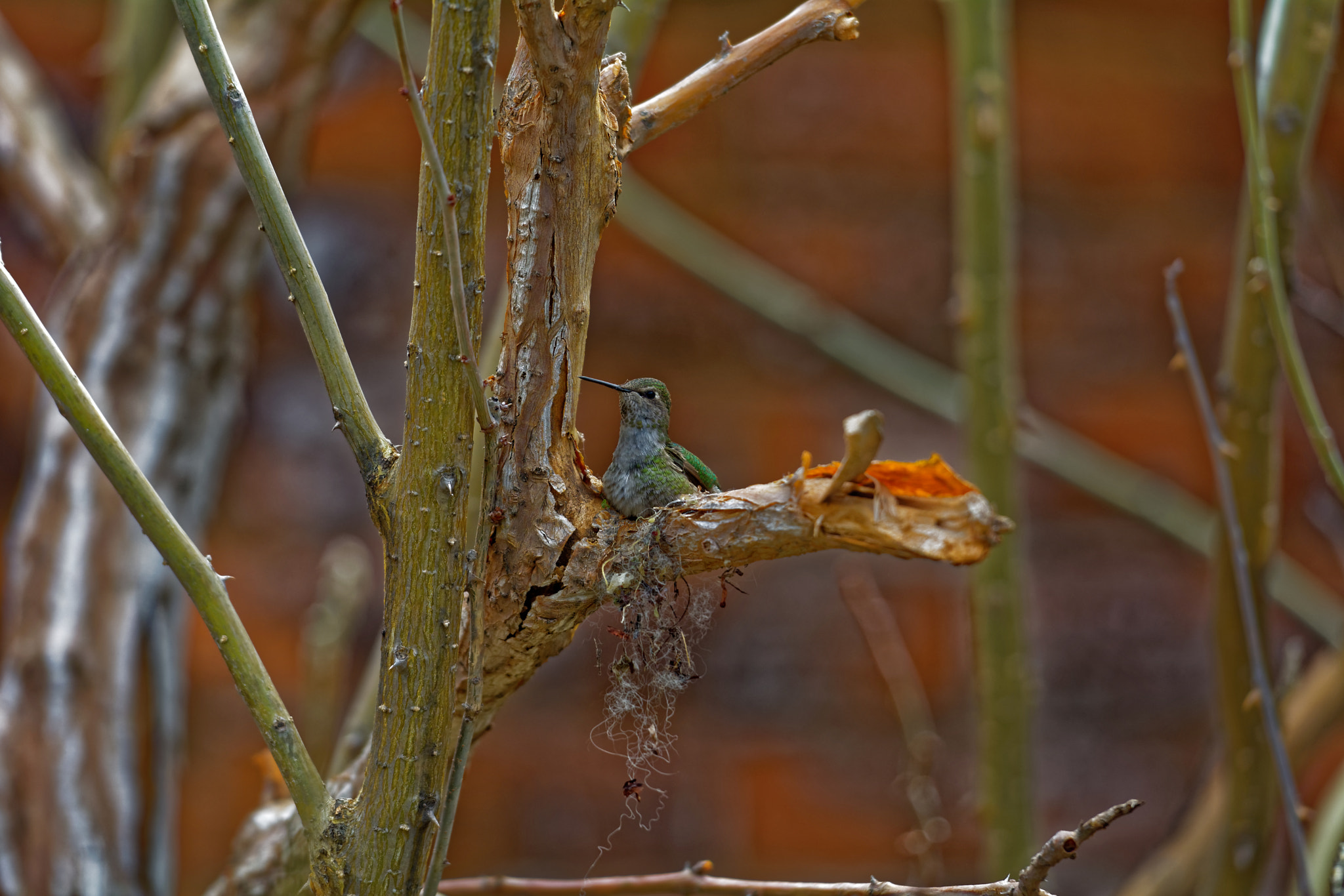 Nikon AF-S Nikkor 70-200mm F2.8G ED VR II sample photo. Nesting photography