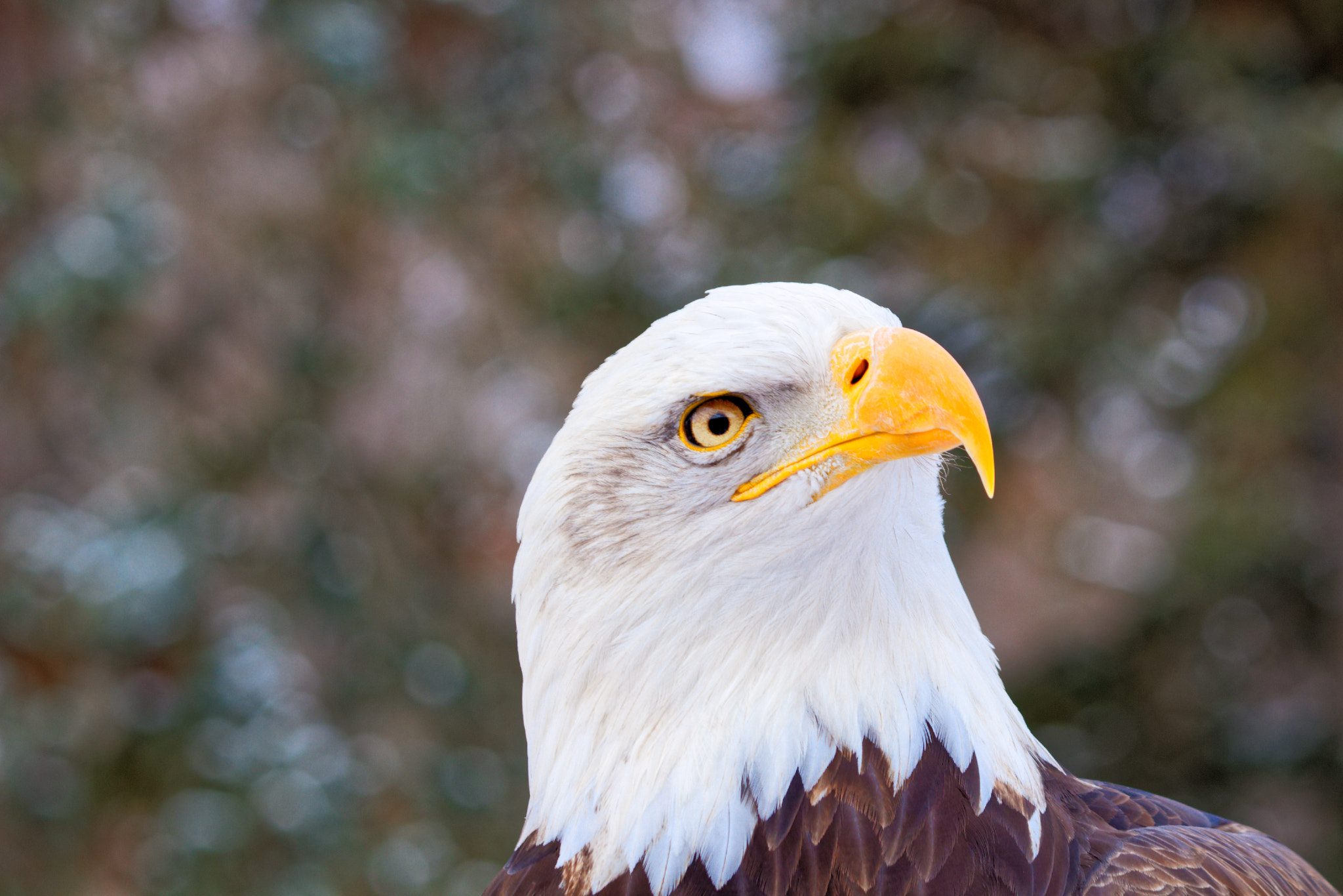 Canon EOS 100D (EOS Rebel SL1 / EOS Kiss X7) sample photo. Bald eagle photography