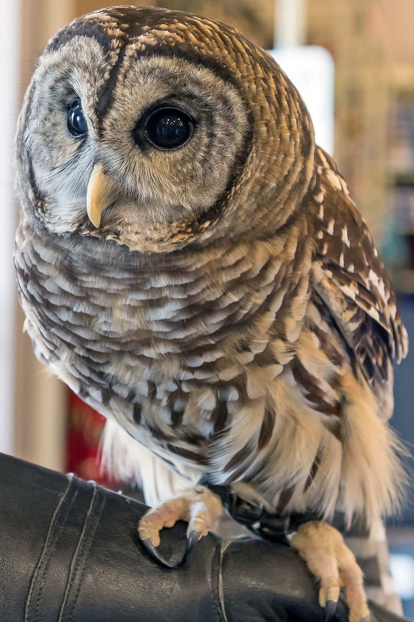 Nikon D5 sample photo. Owl capone, a barred owl photography