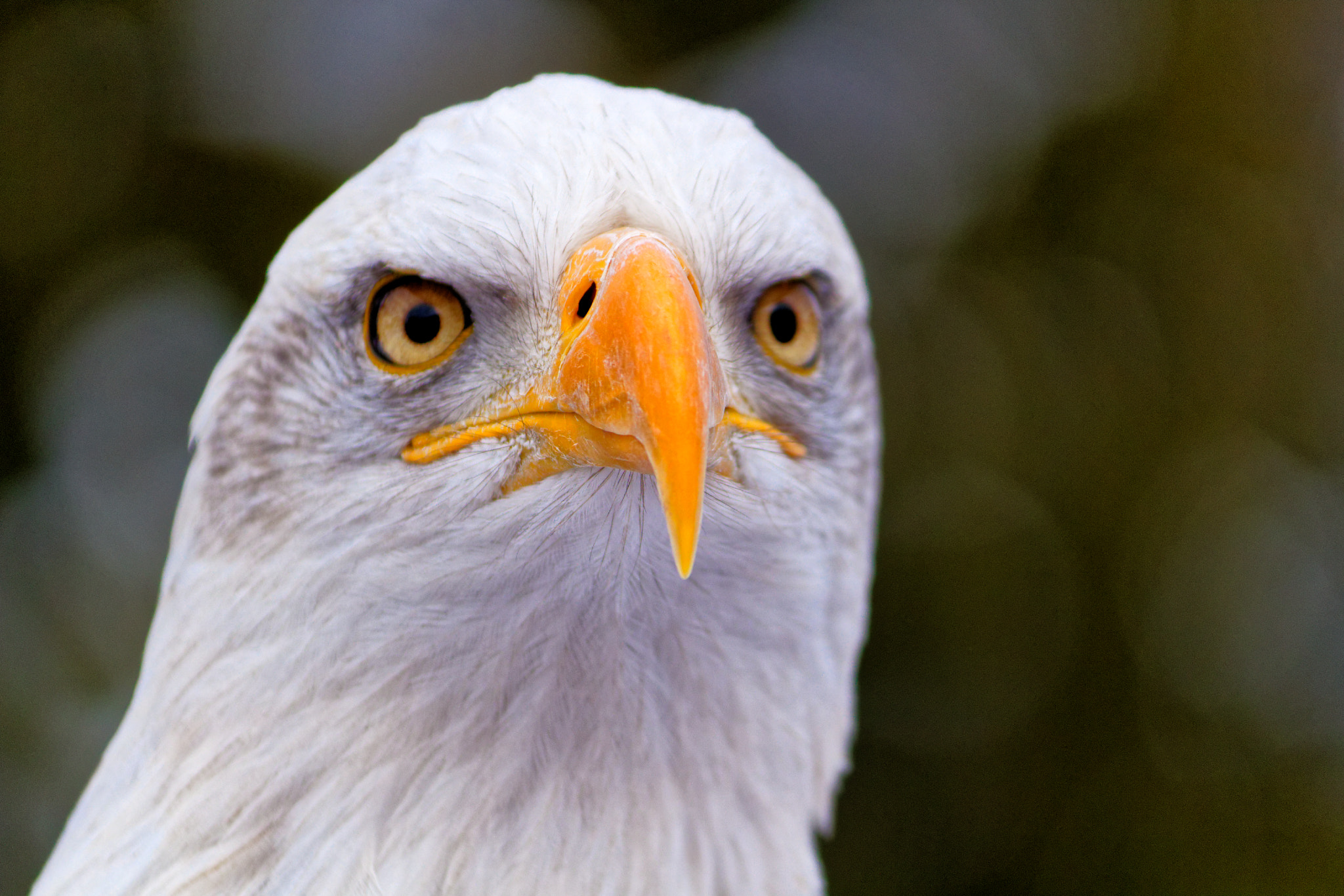 Canon EOS 100D (EOS Rebel SL1 / EOS Kiss X7) sample photo. Bald eagle photography