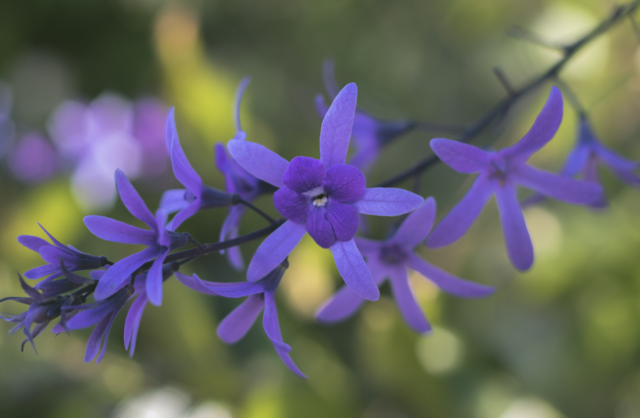 Canon EOS M3 + Canon EF 50mm F1.8 II sample photo. Purple blossoms photography