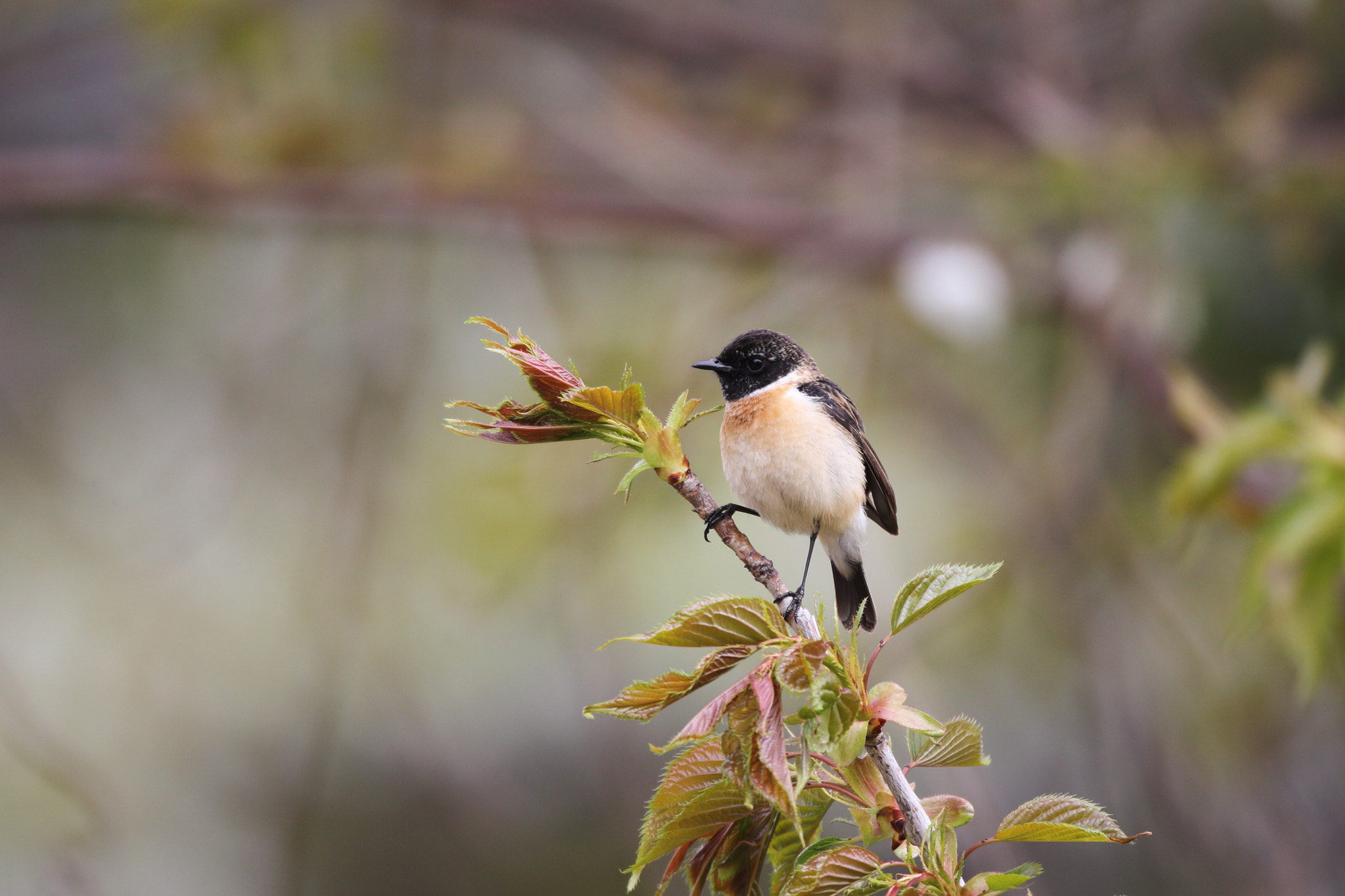 Canon EF 800mm F5.6L IS USM sample photo. ノビタキ african stonechat photography