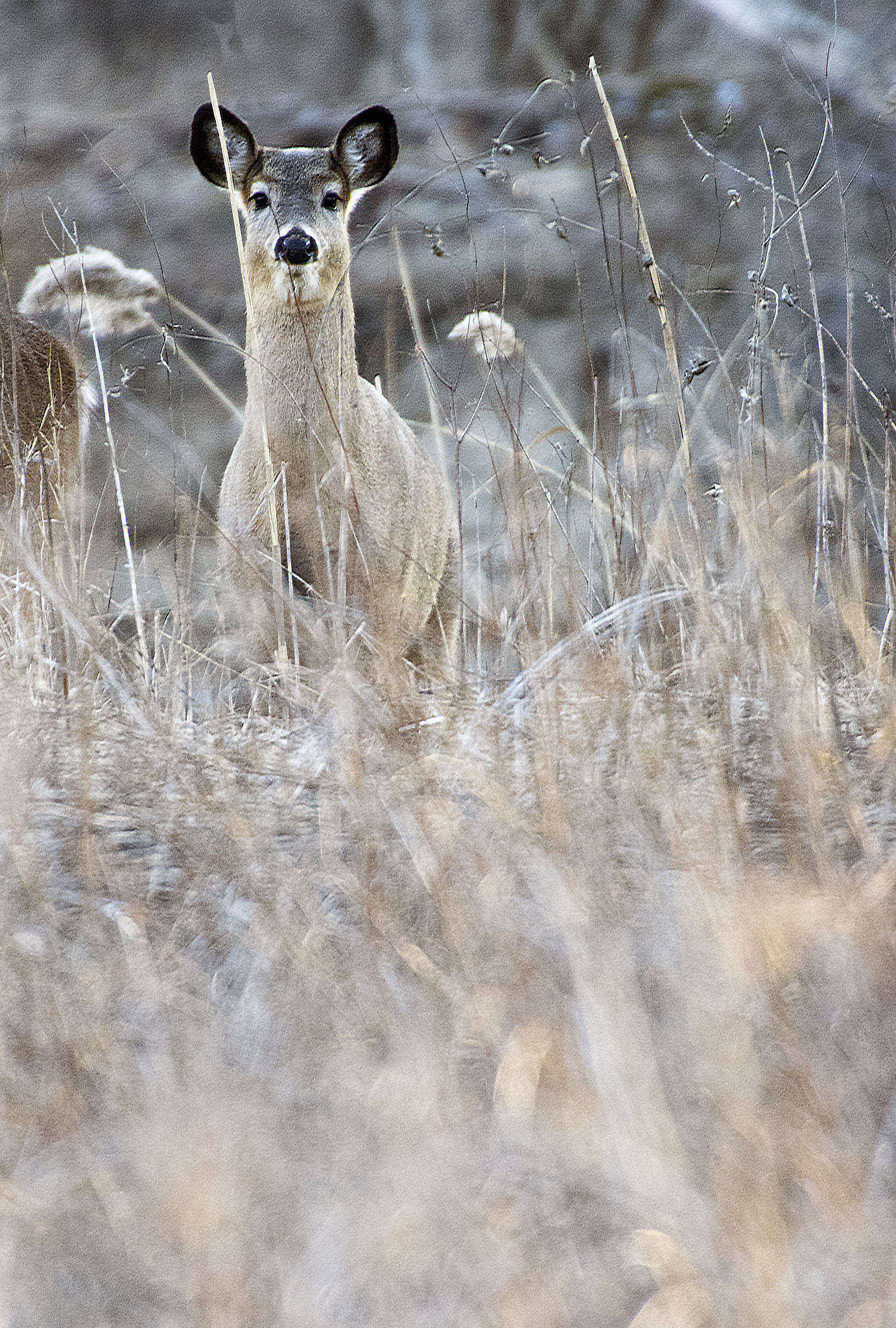 Pentax K-3 II + Sigma 50-500mm F4.5-6.3 DG OS HSM sample photo. White-tailed deer #1 photography