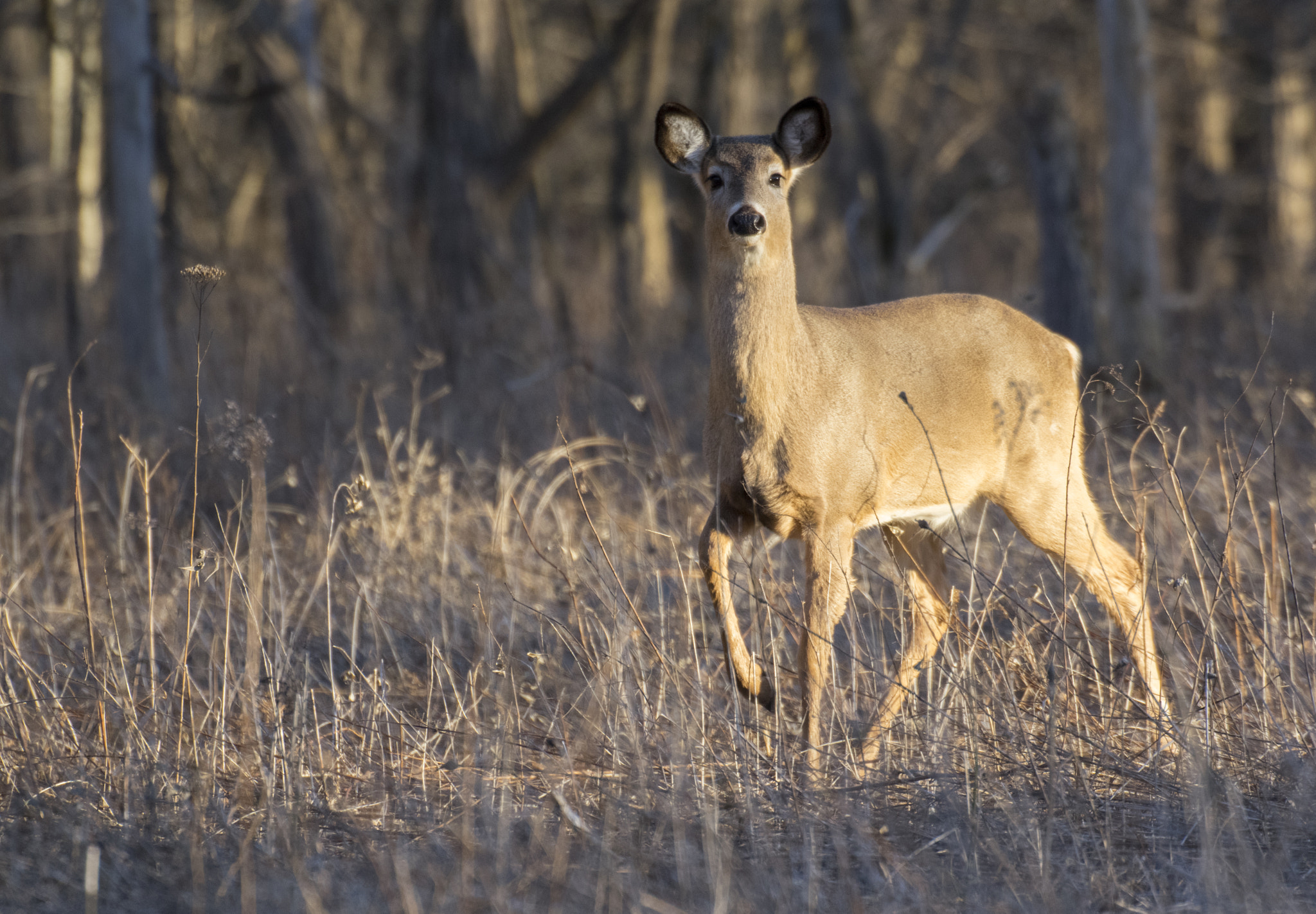 Sigma 50-500mm F4.5-6.3 DG OS HSM sample photo. White-tailed deer #2 photography