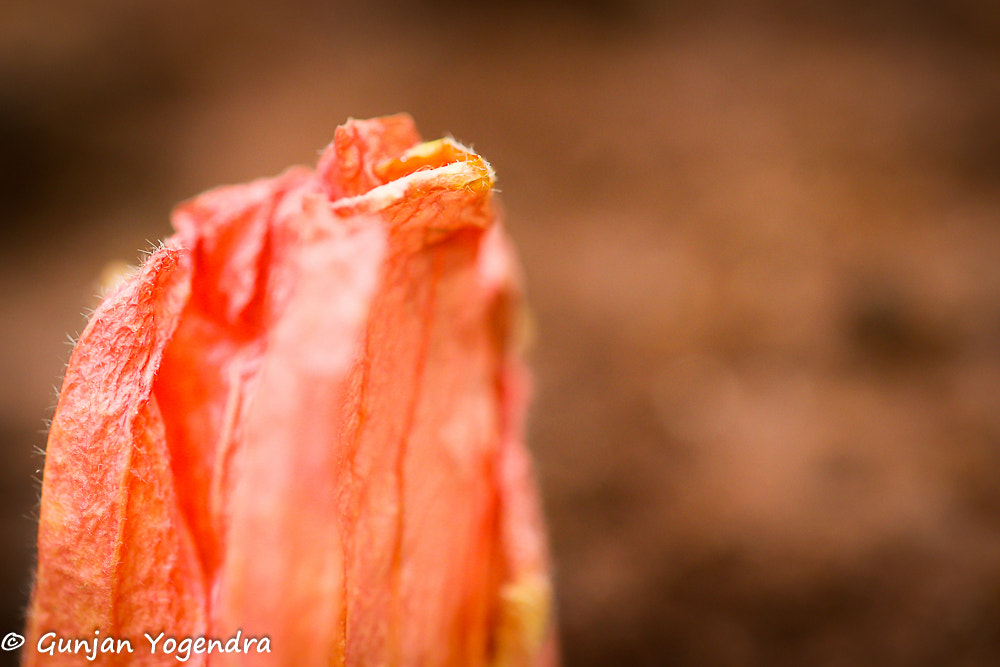 Canon EF 100mm F2.8L Macro IS USM sample photo. The wither begins... photography