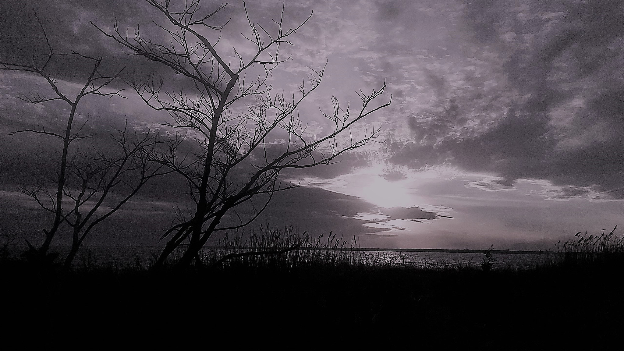 Samsung Galaxy J3 sample photo. Seaside bay with barren trees photography