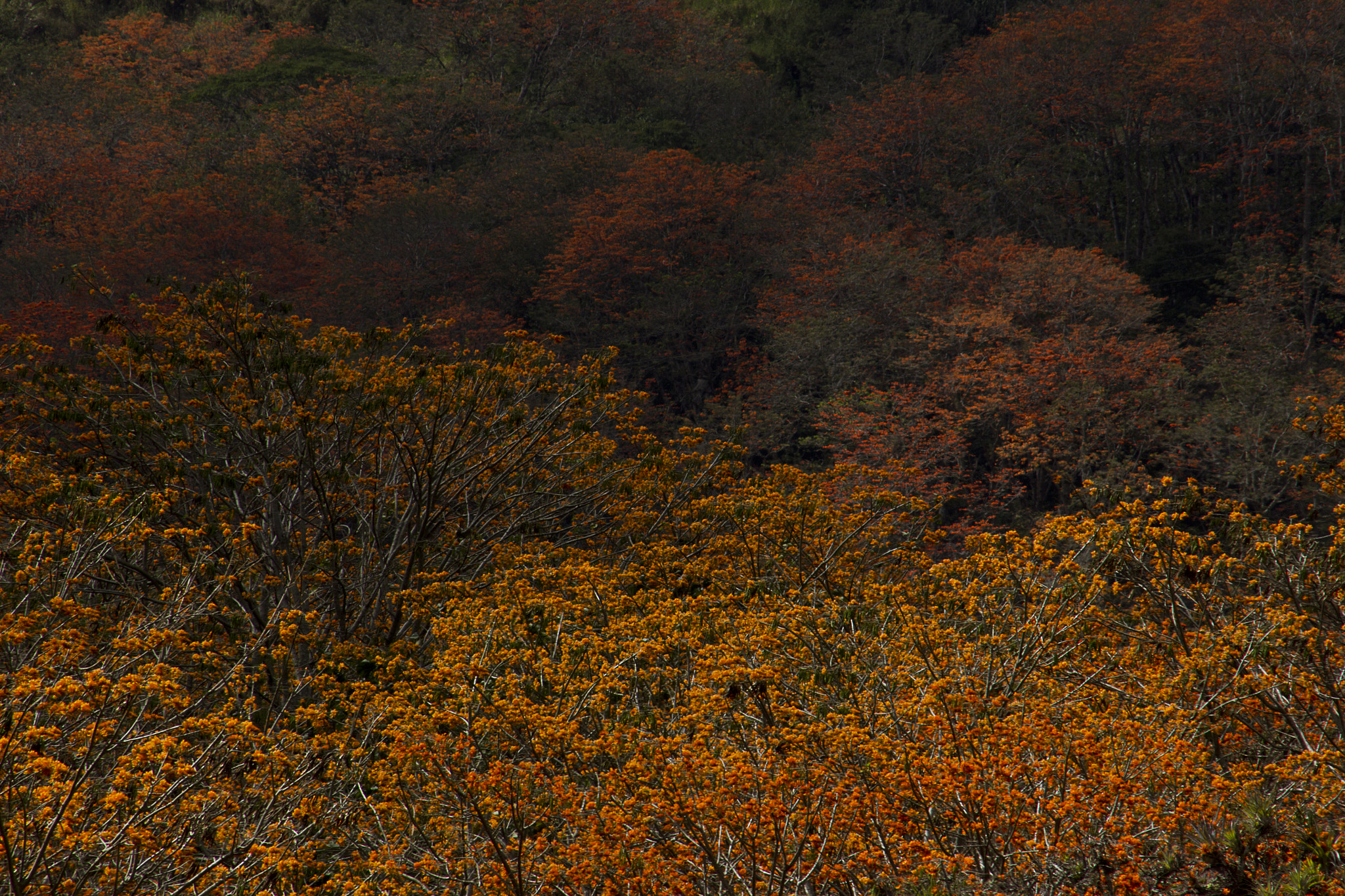 Canon EOS 600D (Rebel EOS T3i / EOS Kiss X5) + EF75-300mm f/4-5.6 sample photo. Blooming trees photography
