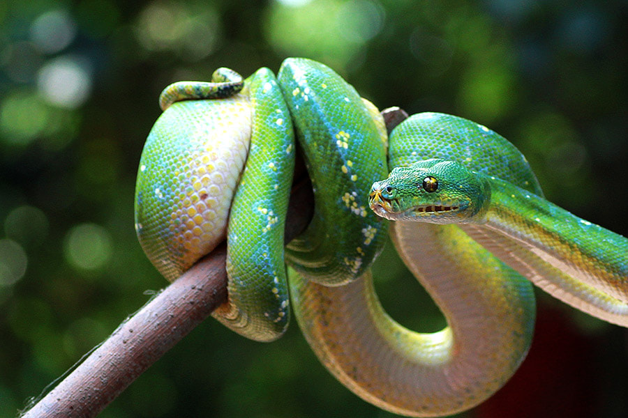 Canon EOS 60D + Tamron SP AF 90mm F2.8 Di Macro sample photo. Snake , phyton , green phyton photography