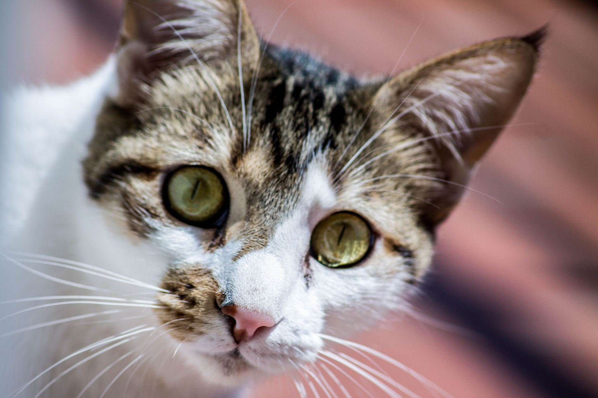 Canon EOS 1100D (EOS Rebel T3 / EOS Kiss X50) sample photo. #eyeofthetiger photography