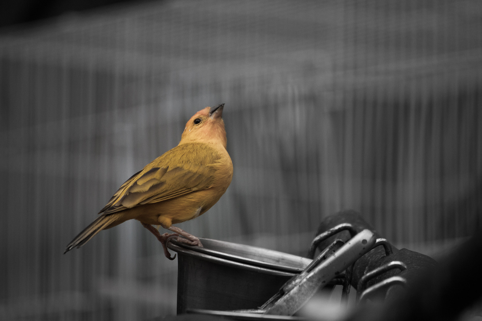 Canon EF-S 55-250mm F4-5.6 IS sample photo. Opened cage photography