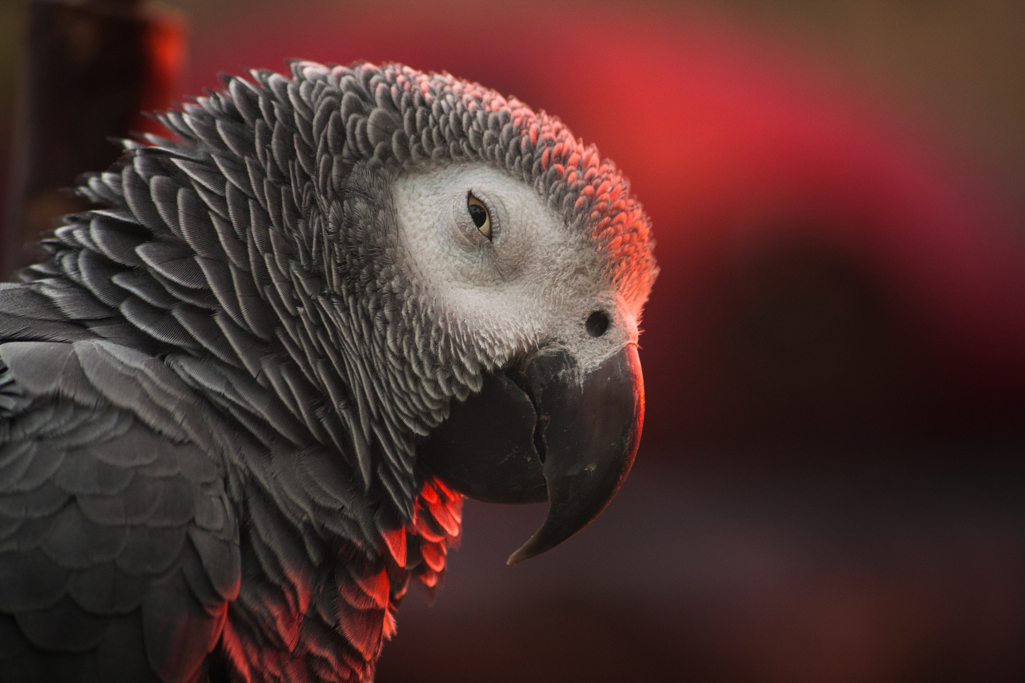 Canon EF-S 55-250mm F4-5.6 IS sample photo. Suspicious parrot photography