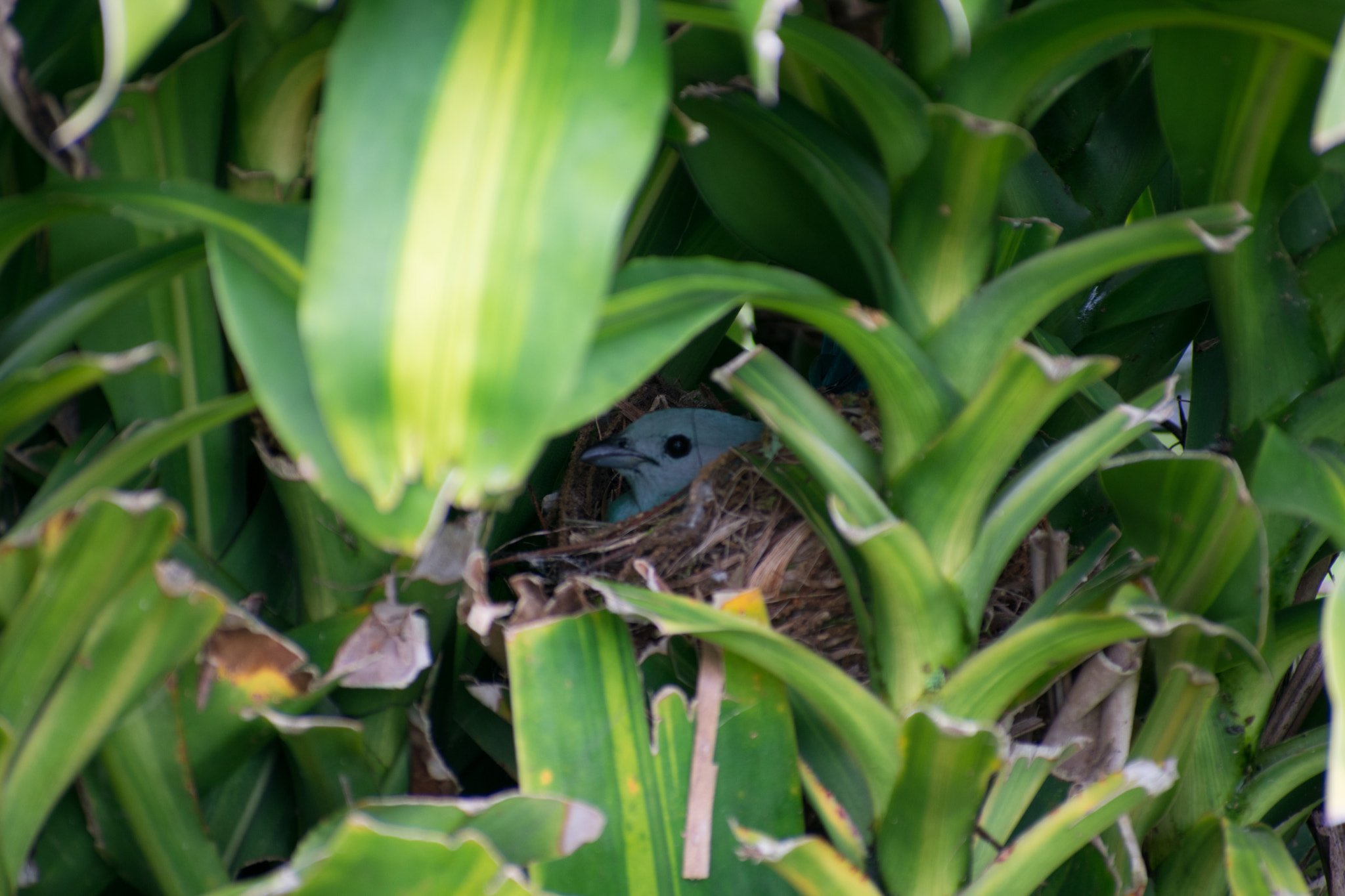 Nikon AF-S Nikkor 70-200mm F2.8G ED VR II sample photo. Nest photography