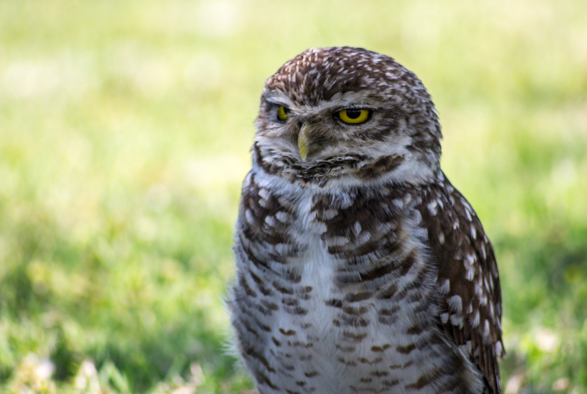 Canon EOS 1100D (EOS Rebel T3 / EOS Kiss X50) sample photo. Hypnotic owl photography