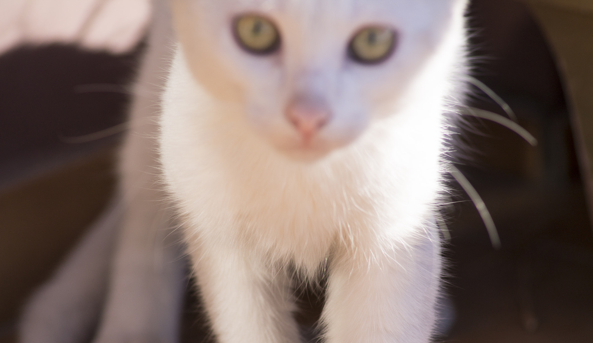 Canon EOS 1100D (EOS Rebel T3 / EOS Kiss X50) sample photo. #blancaradiante photography