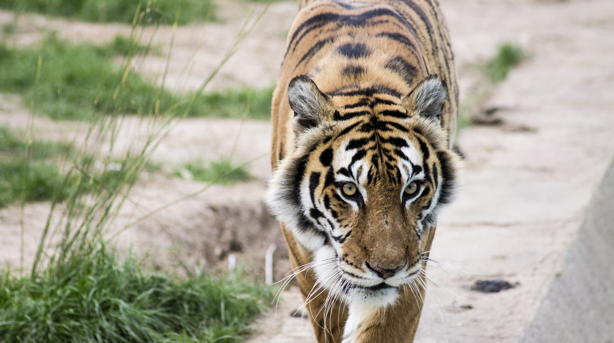 Canon EOS 1100D (EOS Rebel T3 / EOS Kiss X50) sample photo. #freedomtiger photography
