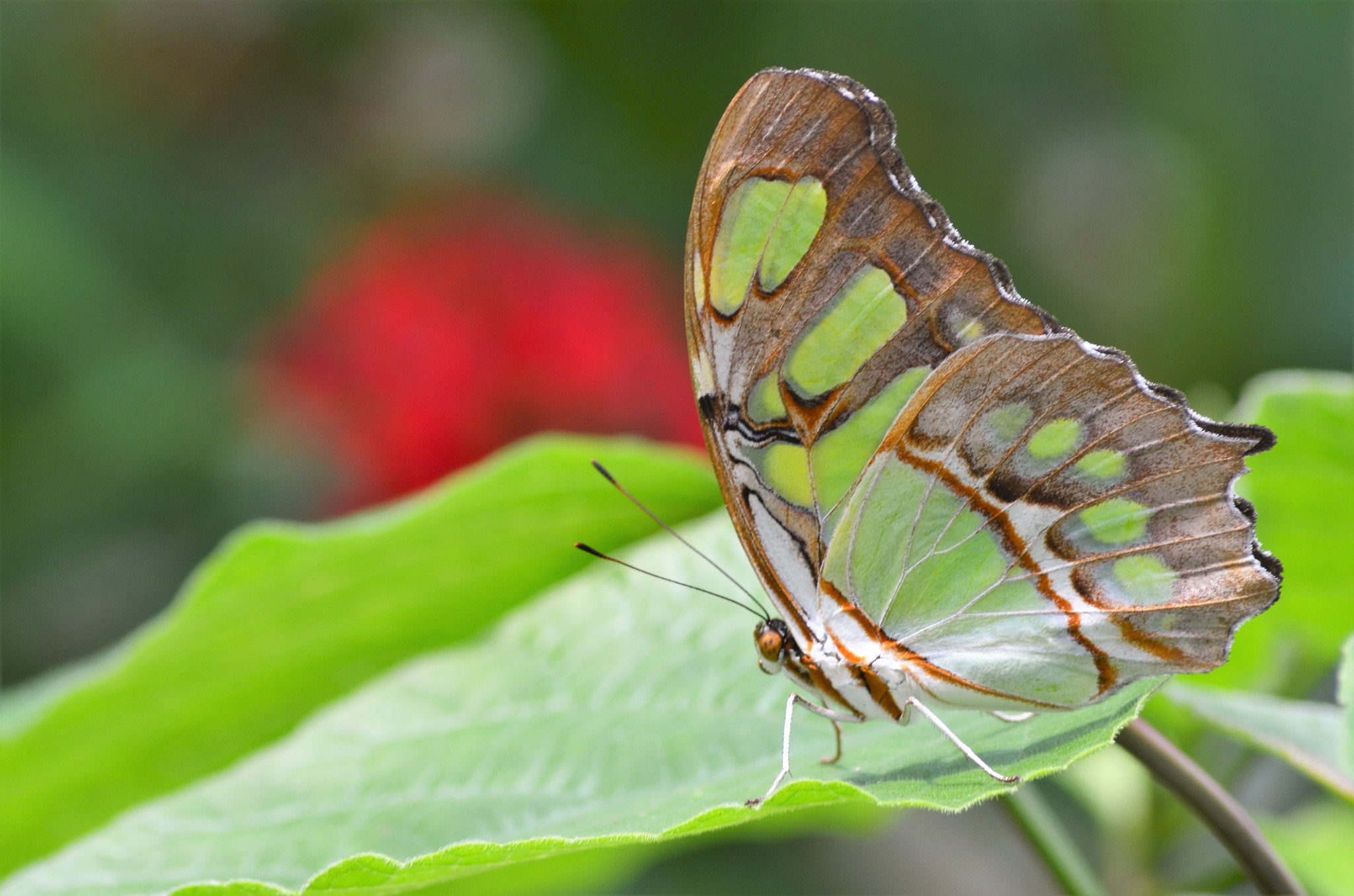 Nikon AF Nikkor 70-300mm F4-5.6G sample photo. Butterfly world and gardens photography