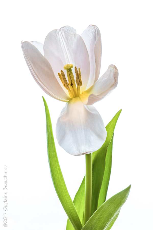 Canon EF 100mm F2.8 Macro USM sample photo. Secret garden photography