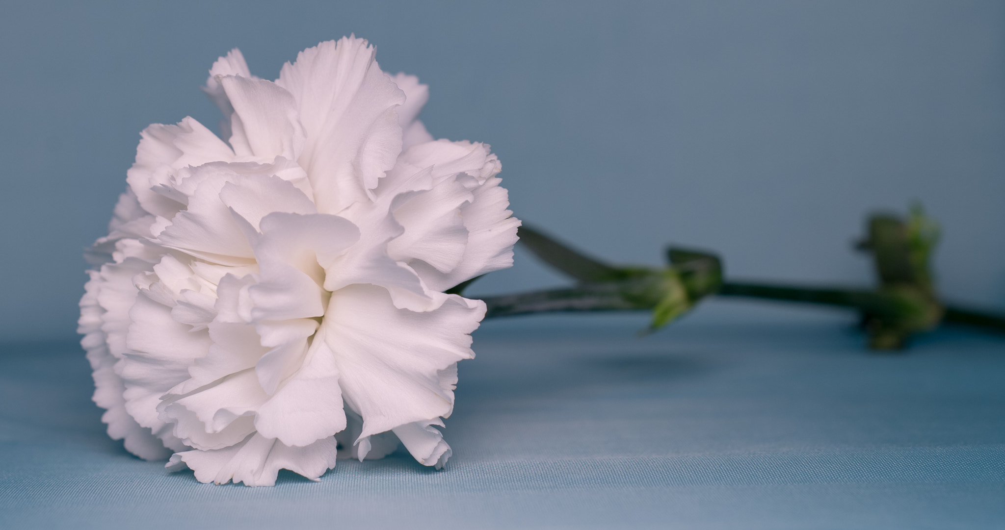 Nikon D4 + AF Nikkor 50mm f/1.8 sample photo. Elegantly delicate photography