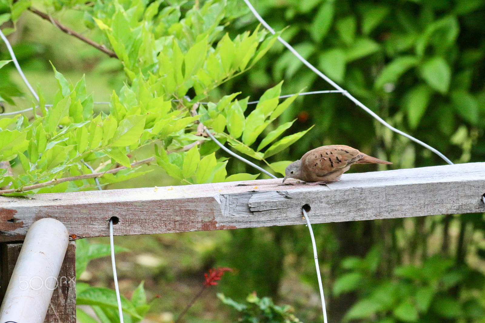 Canon EF 70-300mm F4-5.6 IS USM sample photo. Time for a snack... photography