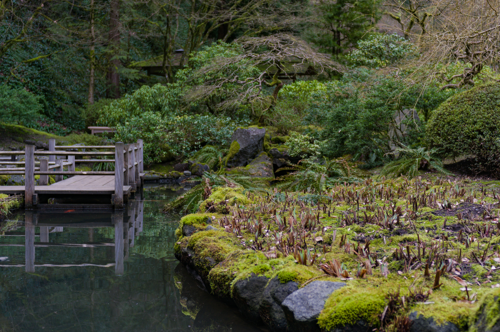 Pentax K-3 II sample photo. Portland japanese garden photography
