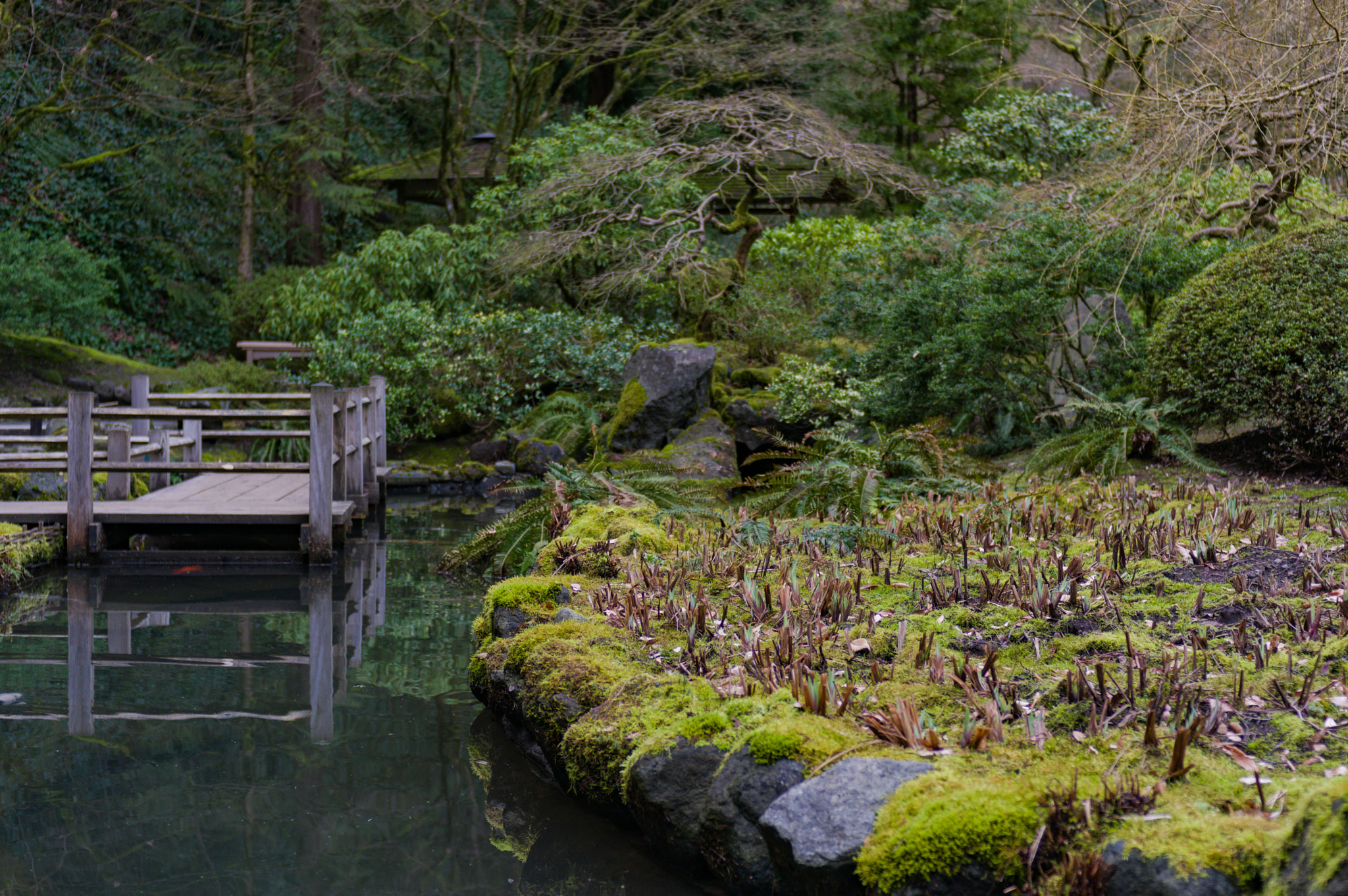 HD Pentax DA 40mm F2.8 Limited sample photo. Portland japanese garden photography