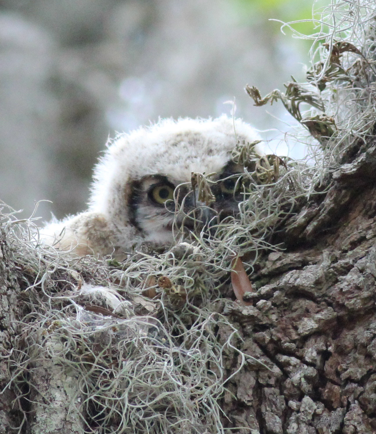 Canon EOS 600D (Rebel EOS T3i / EOS Kiss X5) + Canon EF 400mm F5.6L USM sample photo. Owlet photography