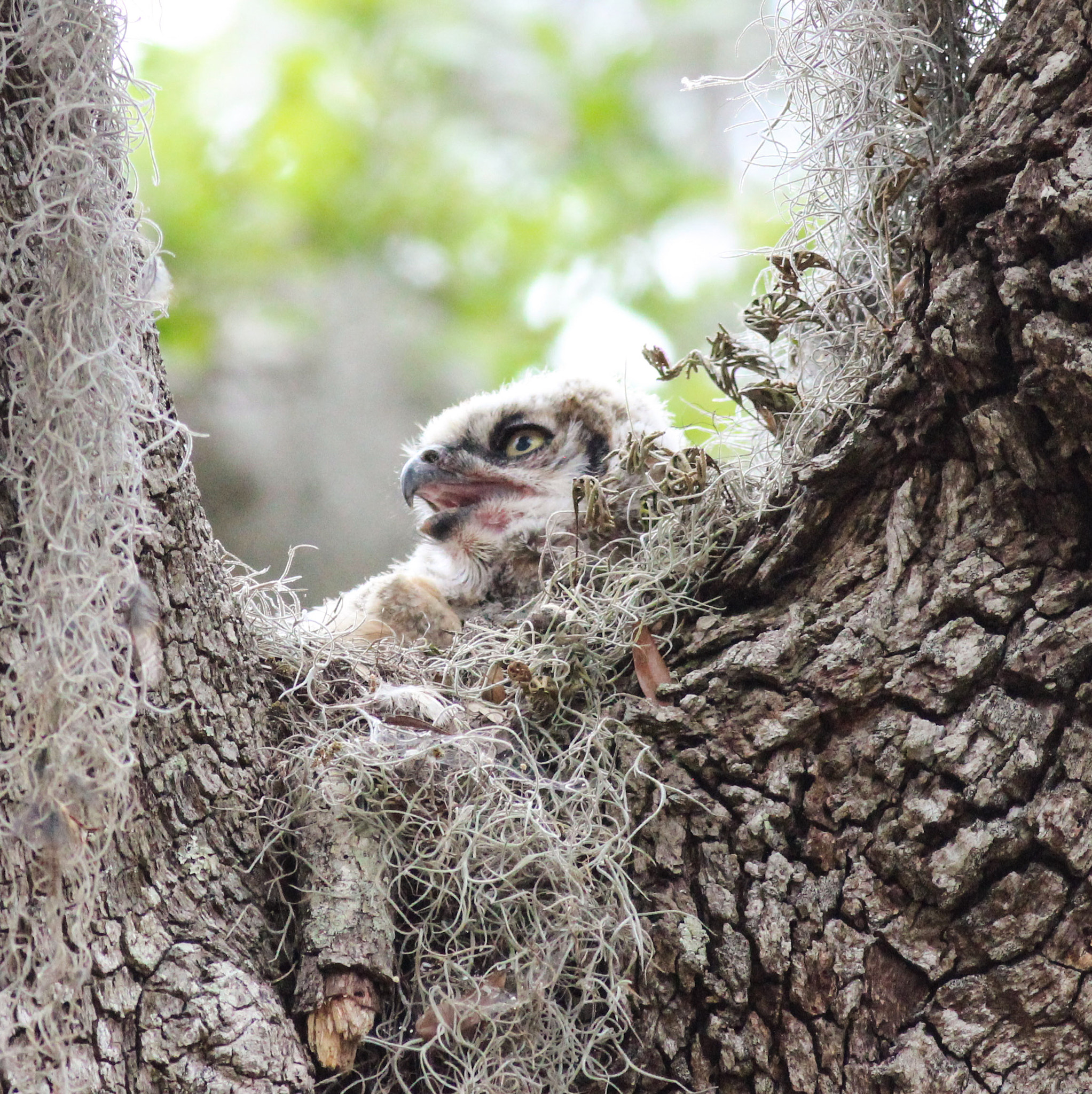 Canon EF 400mm F5.6L USM sample photo. Gho owlet photography