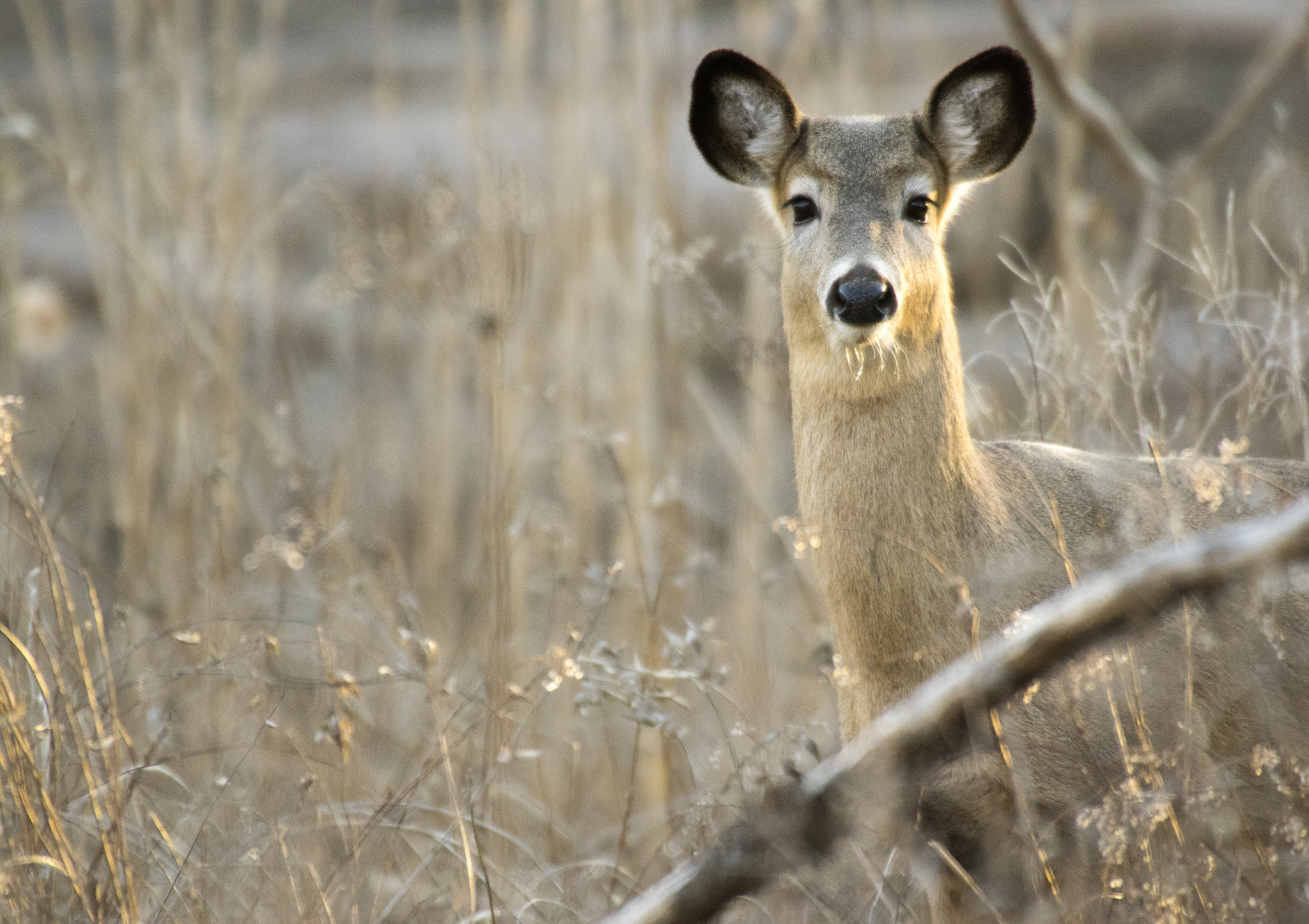 Pentax K-3 II + Sigma 50-500mm F4.5-6.3 DG OS HSM sample photo. White-tailed deer #3 photography