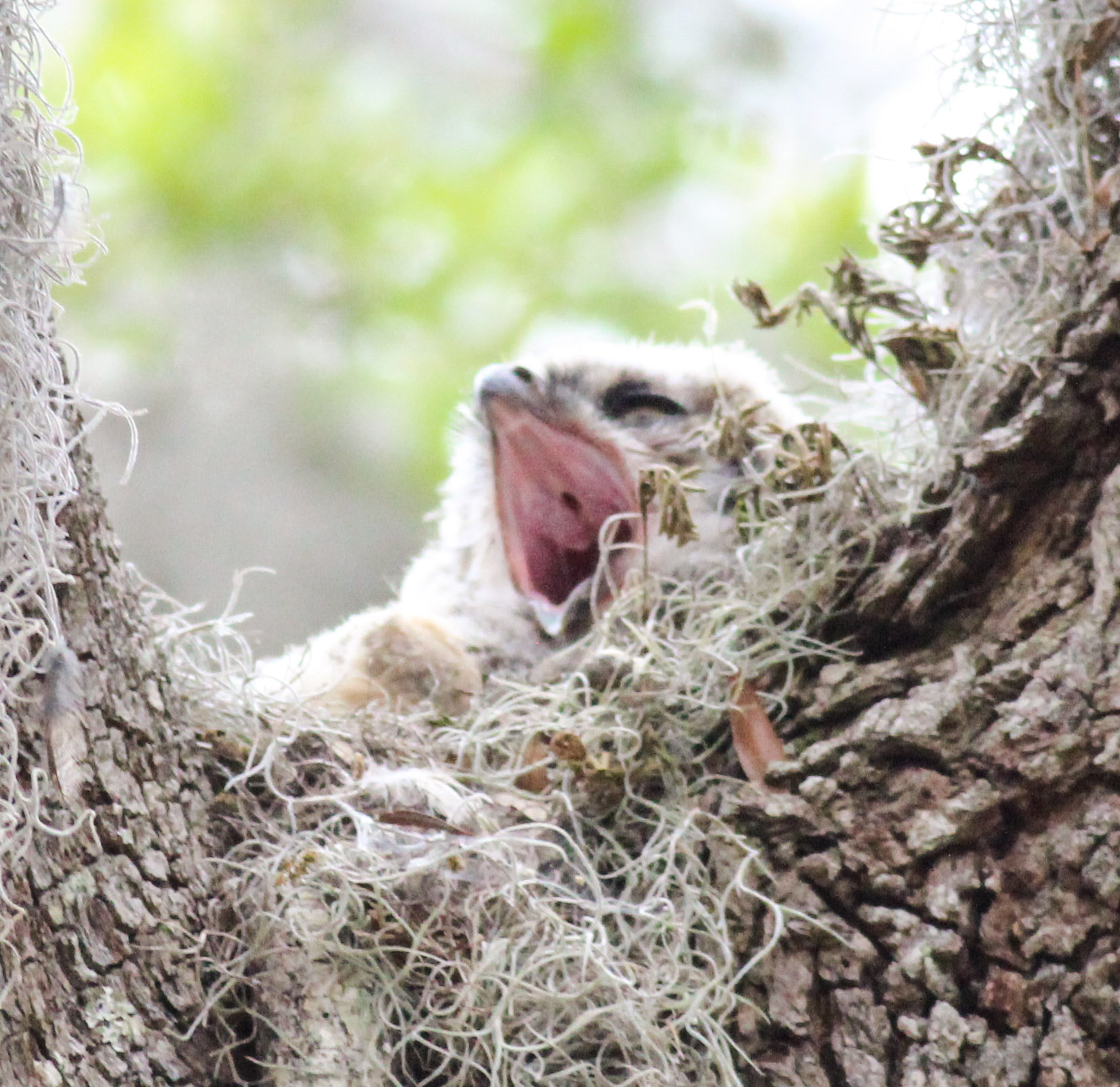 Canon EOS 600D (Rebel EOS T3i / EOS Kiss X5) + Canon EF 400mm F5.6L USM sample photo. Yawning owlet photography