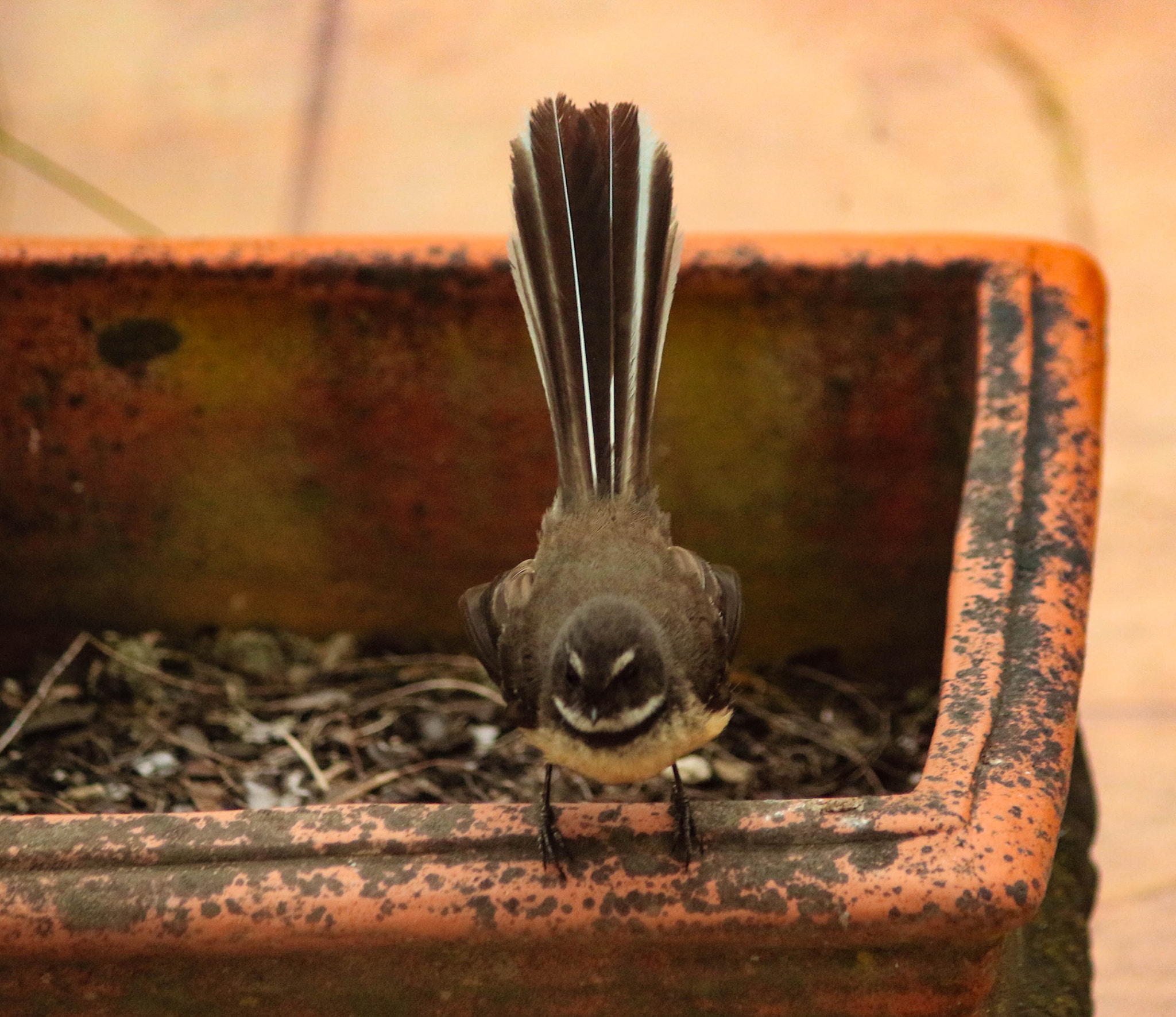 Canon EF-S 55-250mm F4-5.6 IS II sample photo. Tiny and beautiful photography