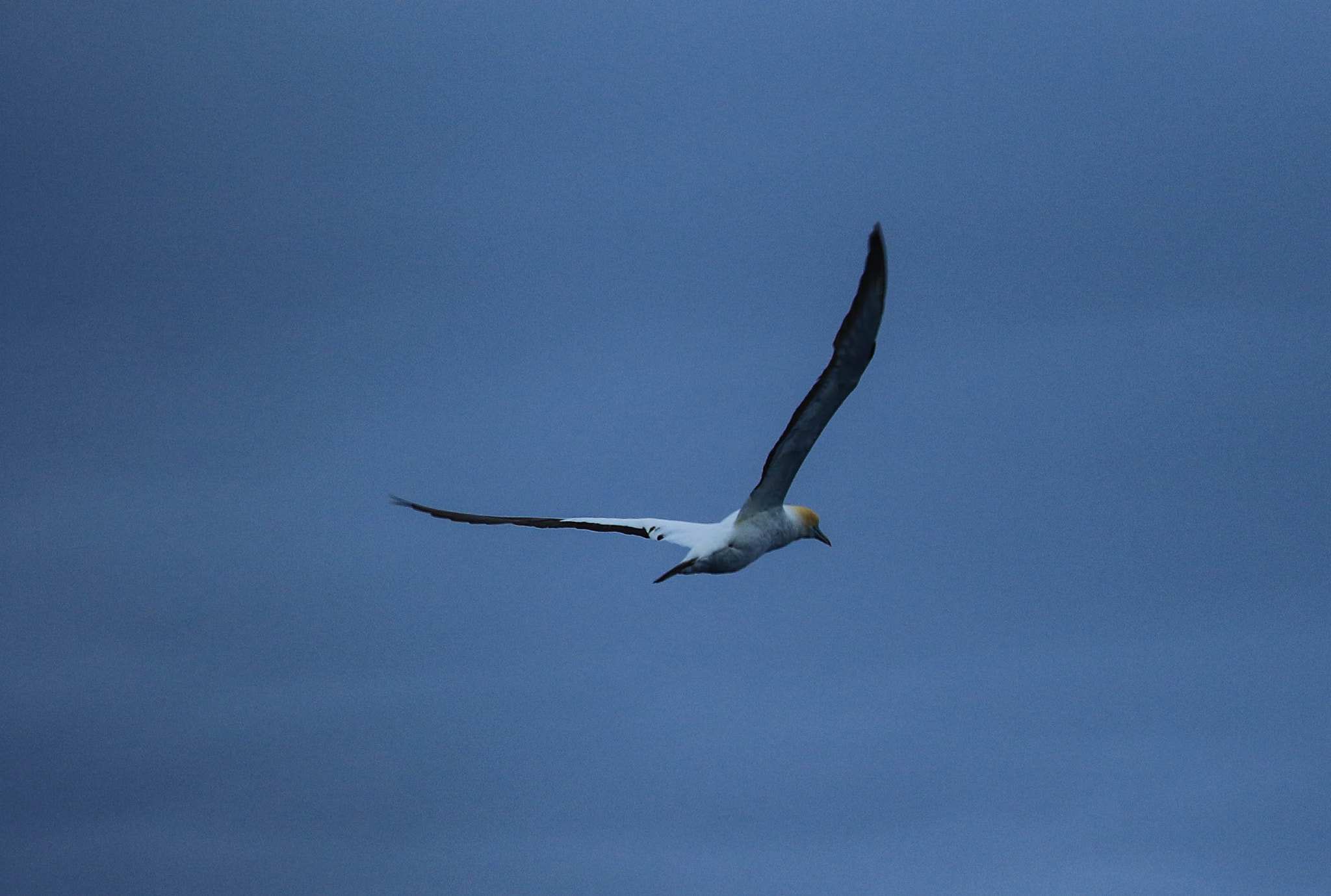 Canon EF-S 55-250mm F4-5.6 IS II sample photo. Freedom photography