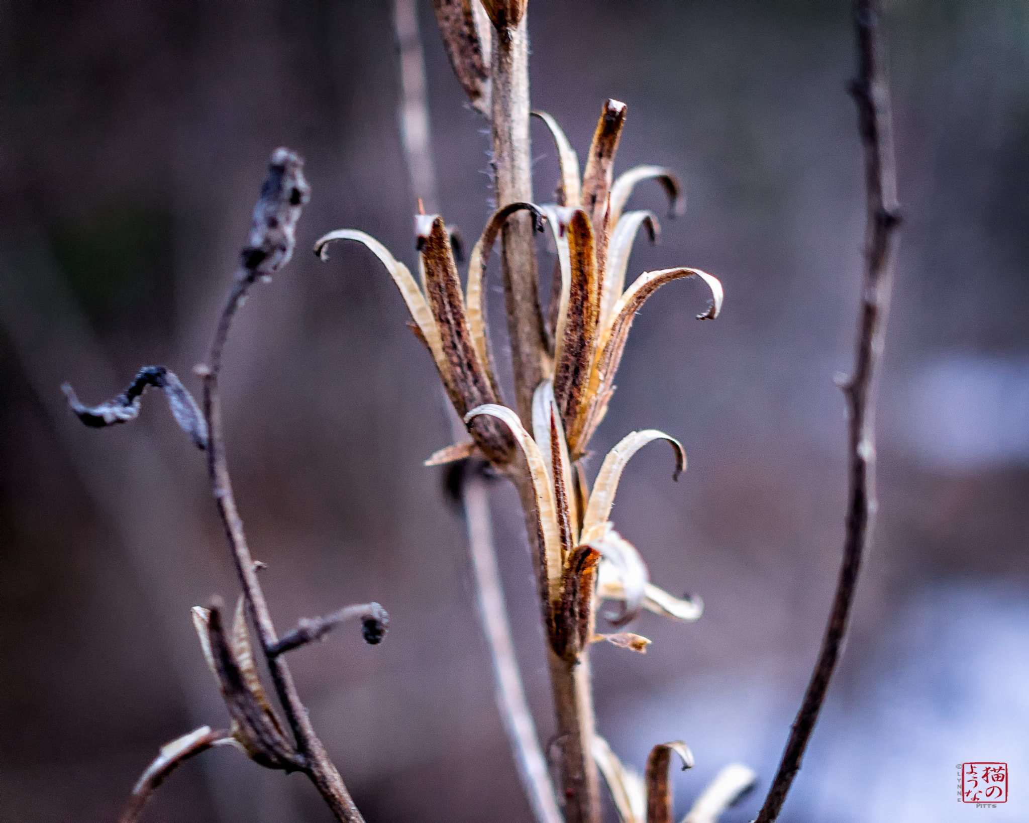 Sony a7 + Sony Sonnar T* E 24mm F1.8 ZA sample photo. Sadder but wiser photography