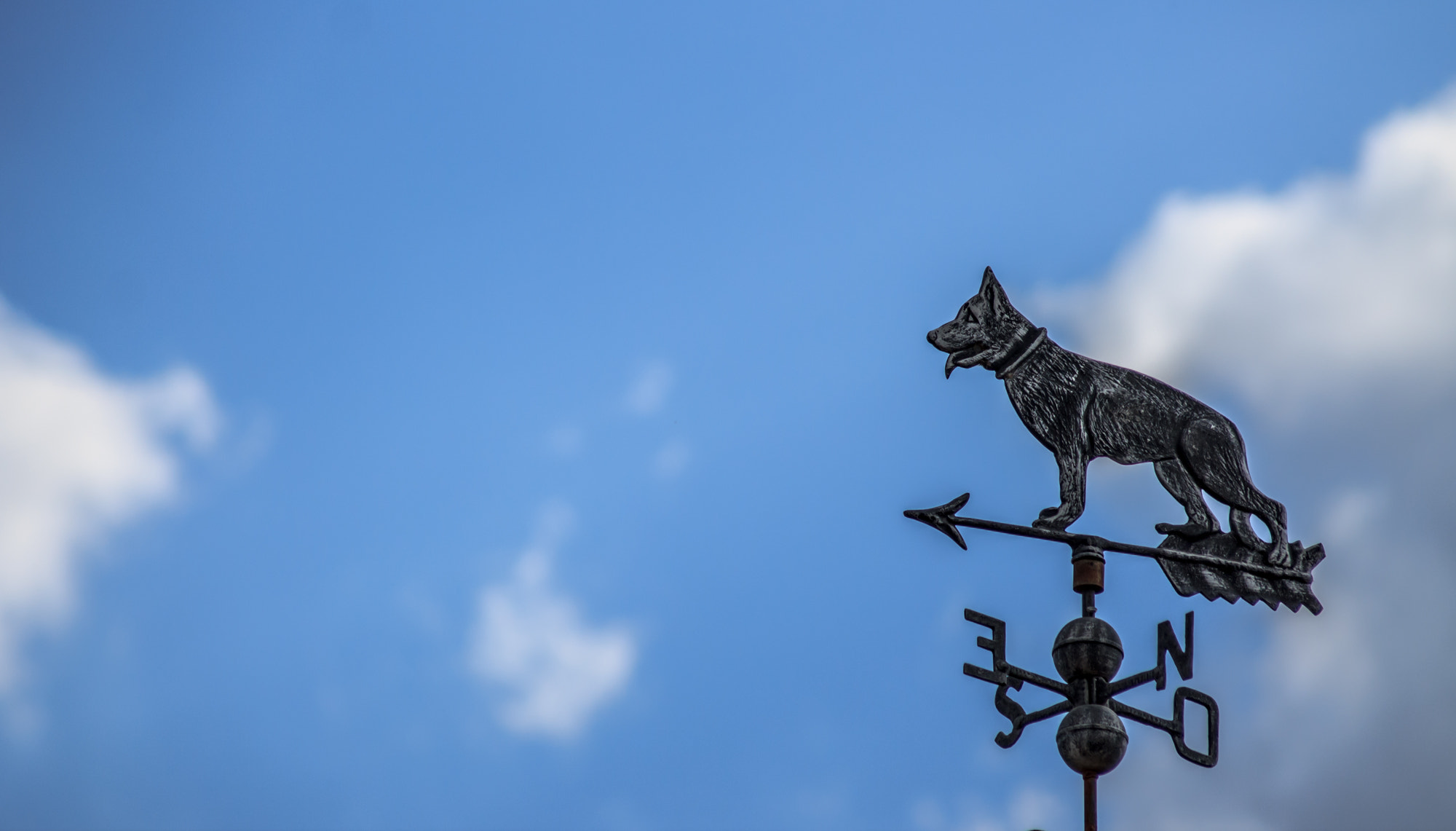 Canon EOS 1100D (EOS Rebel T3 / EOS Kiss X50) + Sigma 50-200mm F4-5.6 DC OS HSM sample photo. Dog weathervane photography