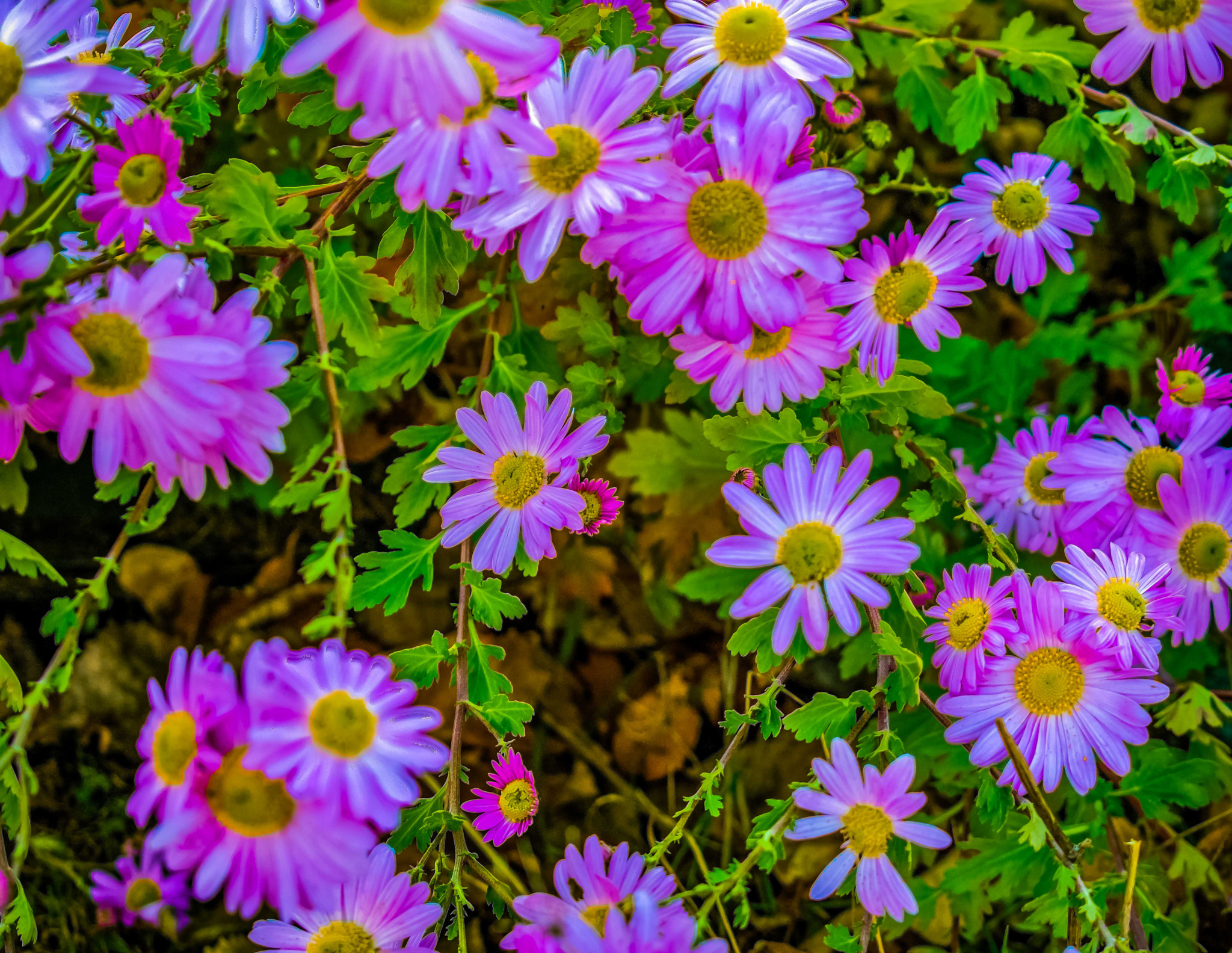 Nikon D3400 sample photo. Pink daisies photography