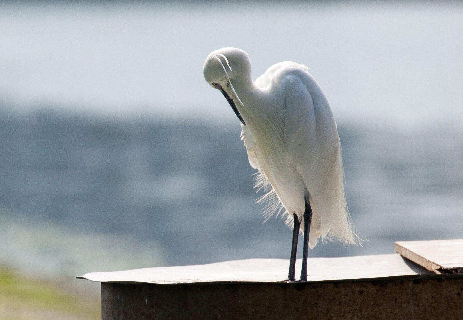 Canon EF 70-300mm F4-5.6L IS USM sample photo